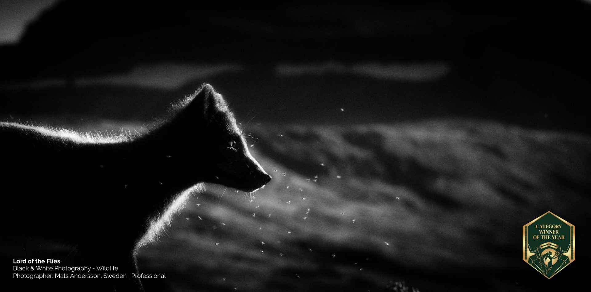 Black & White Photography of the Year 2026