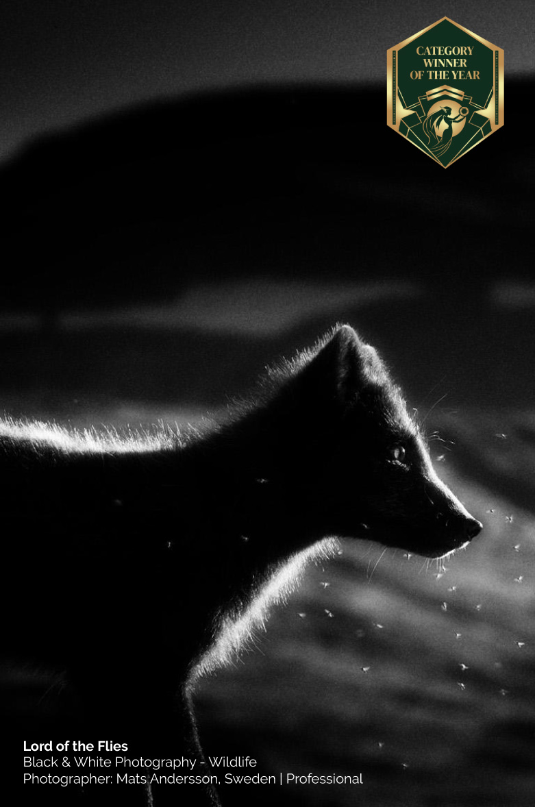 Black & White Photography of the Year 2026