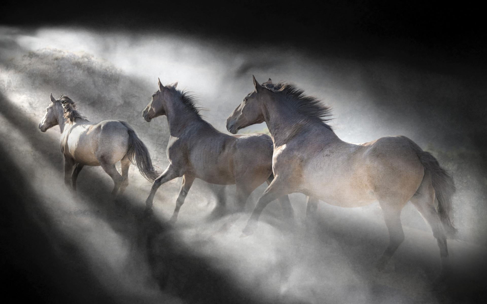 Global Photography Awards Winner - Wild Echoes: The Spirit of America's Mustangs