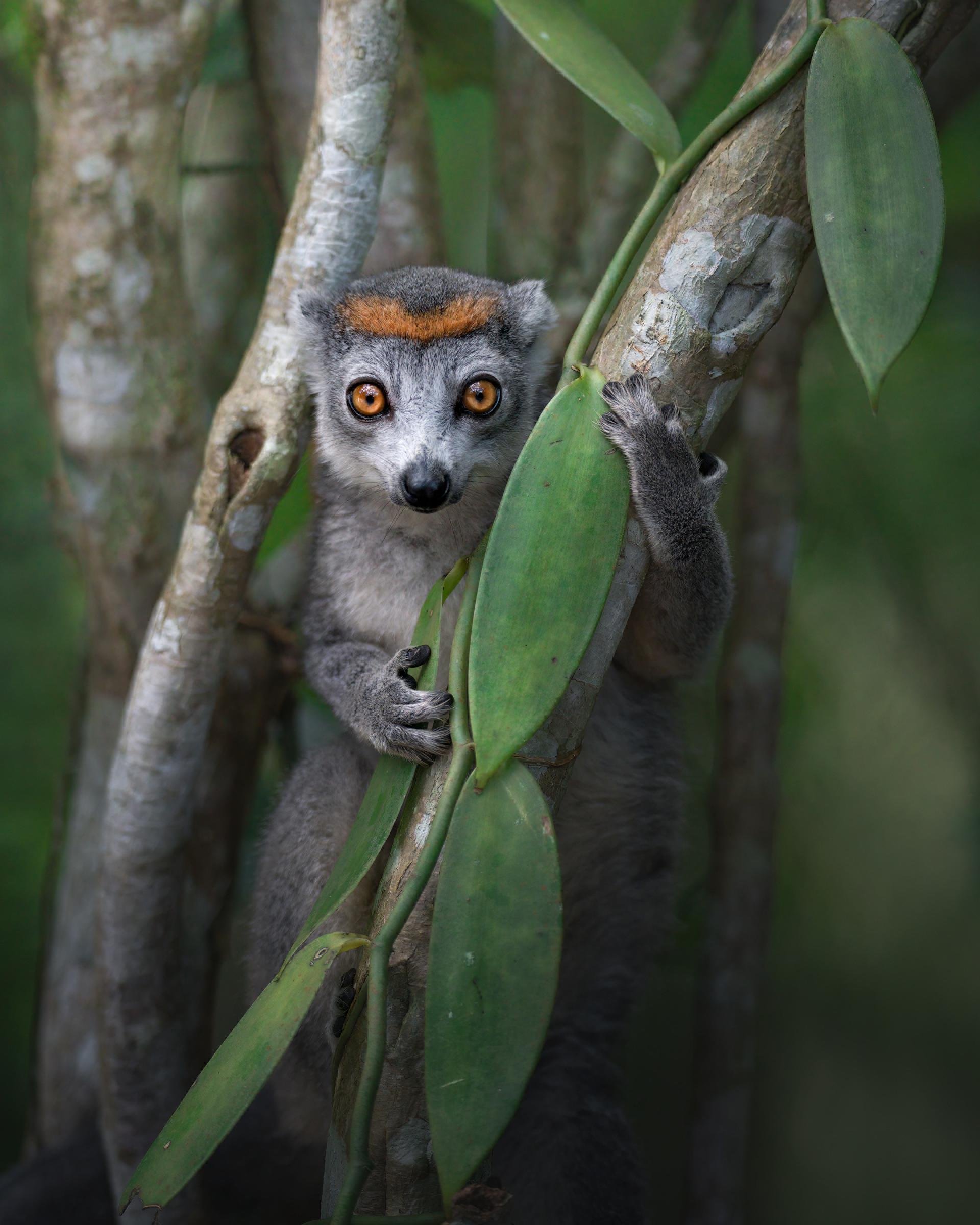 Global Photography Awards Winner - The Guardian of Magic