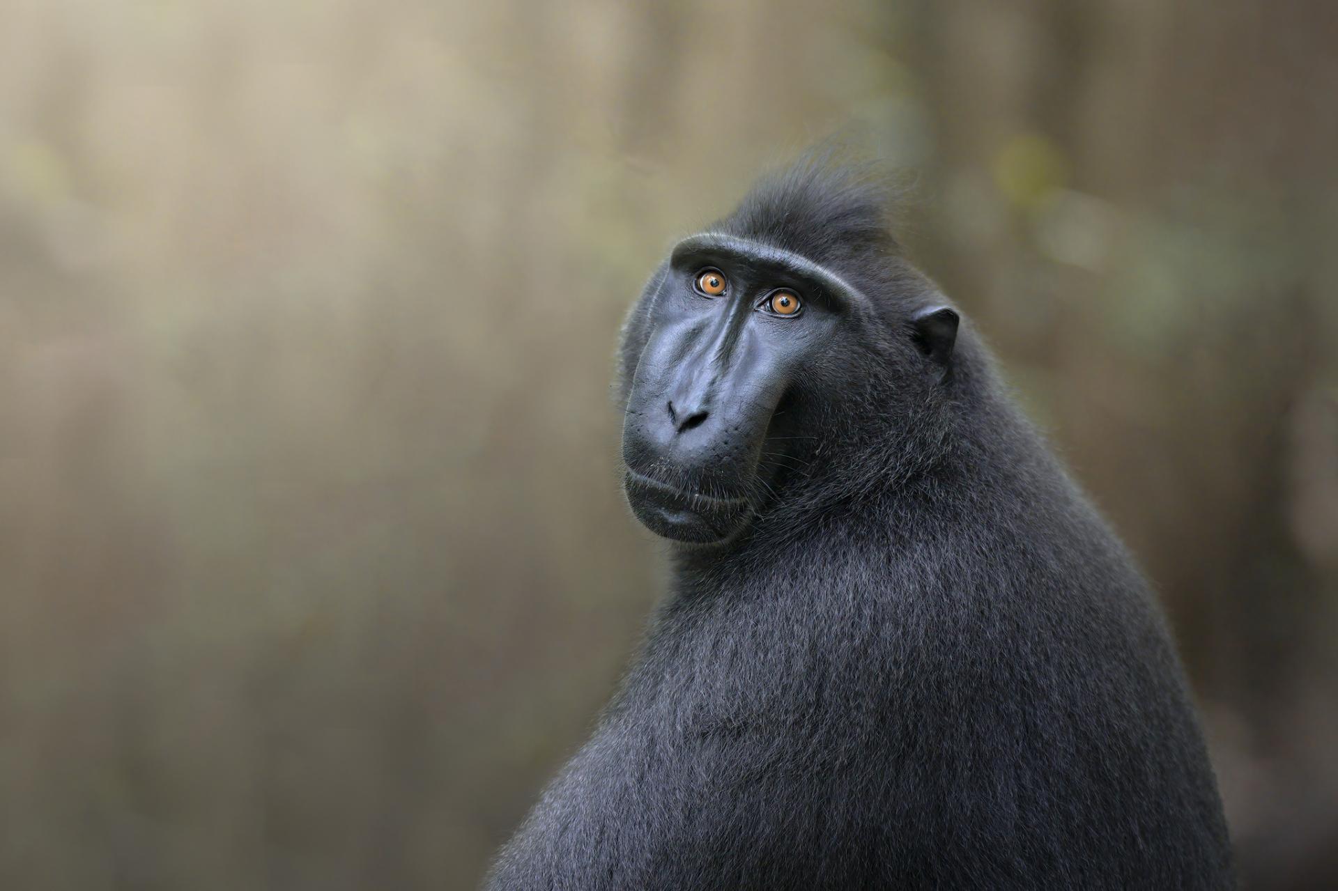 Global Photography Awards Winner - Human gaze of a primate