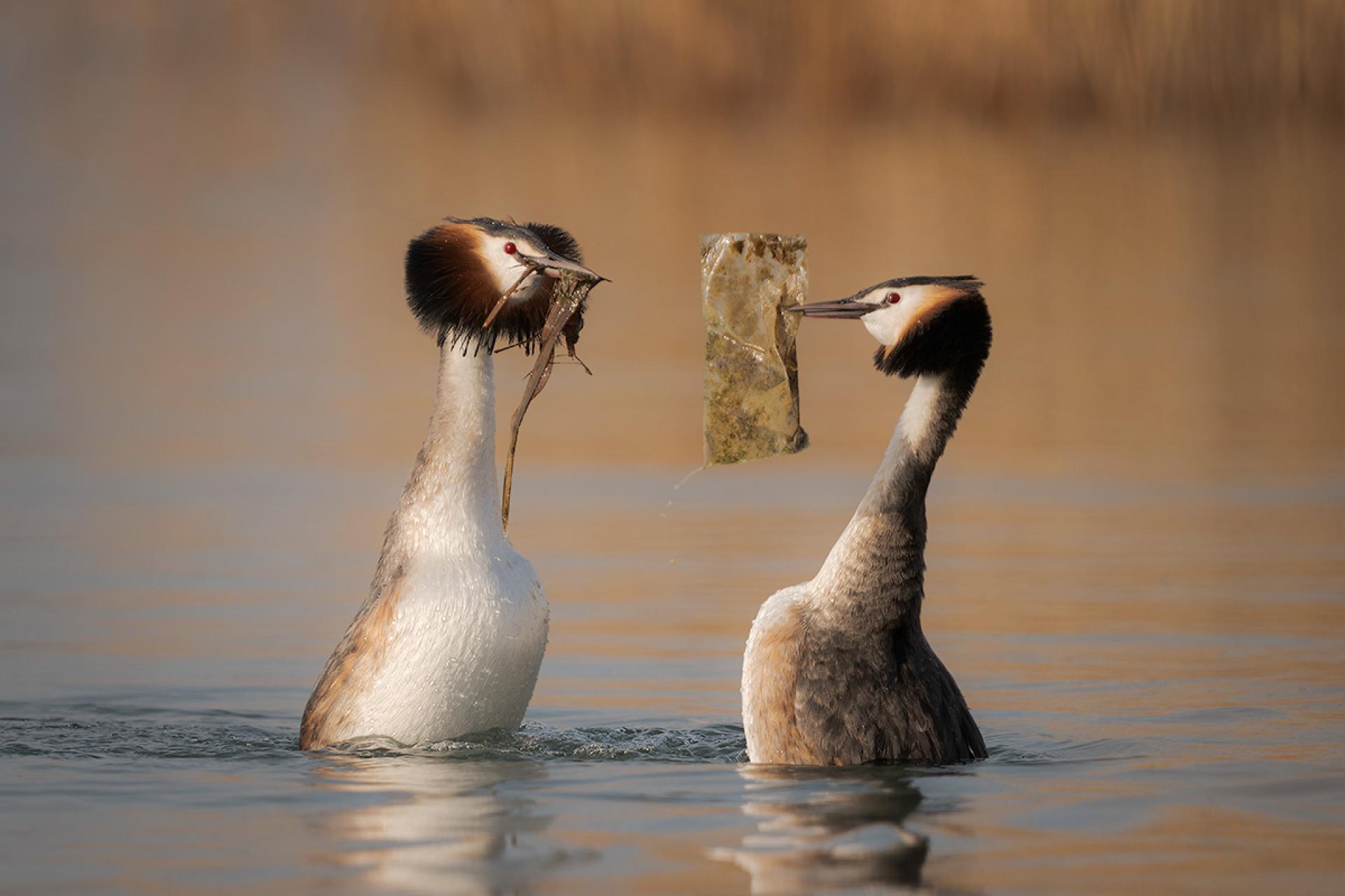 Global Photography Awards Winner - The plastic gift