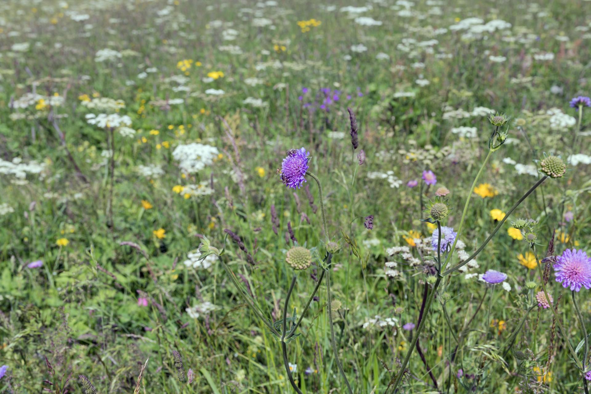 Global Photography Awards Winner - Flower Power