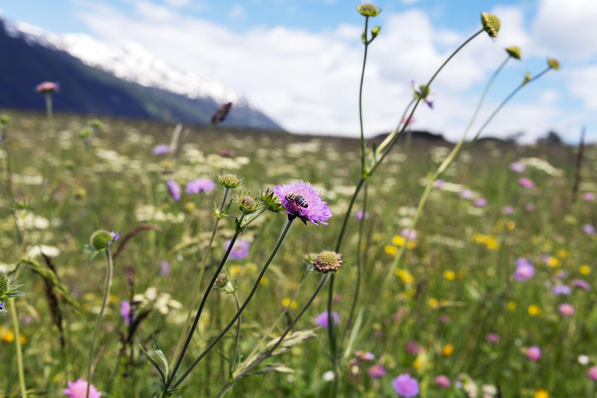 Global Photography Awards Winner - Summer