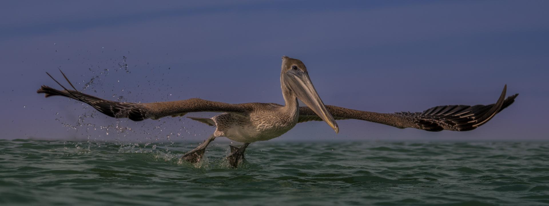 Global Photography Awards Winner - Grand Flight at Clearwater Beach