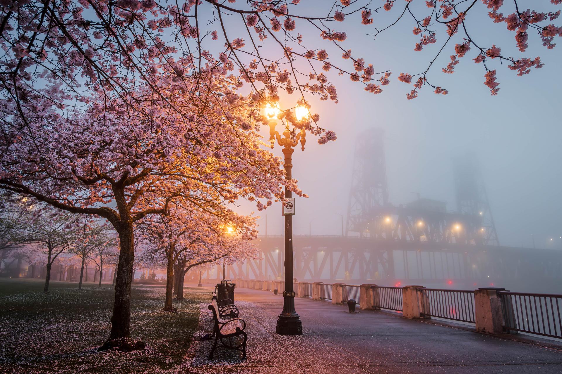 Global Photography Awards Winner - Cherry's at Dawn