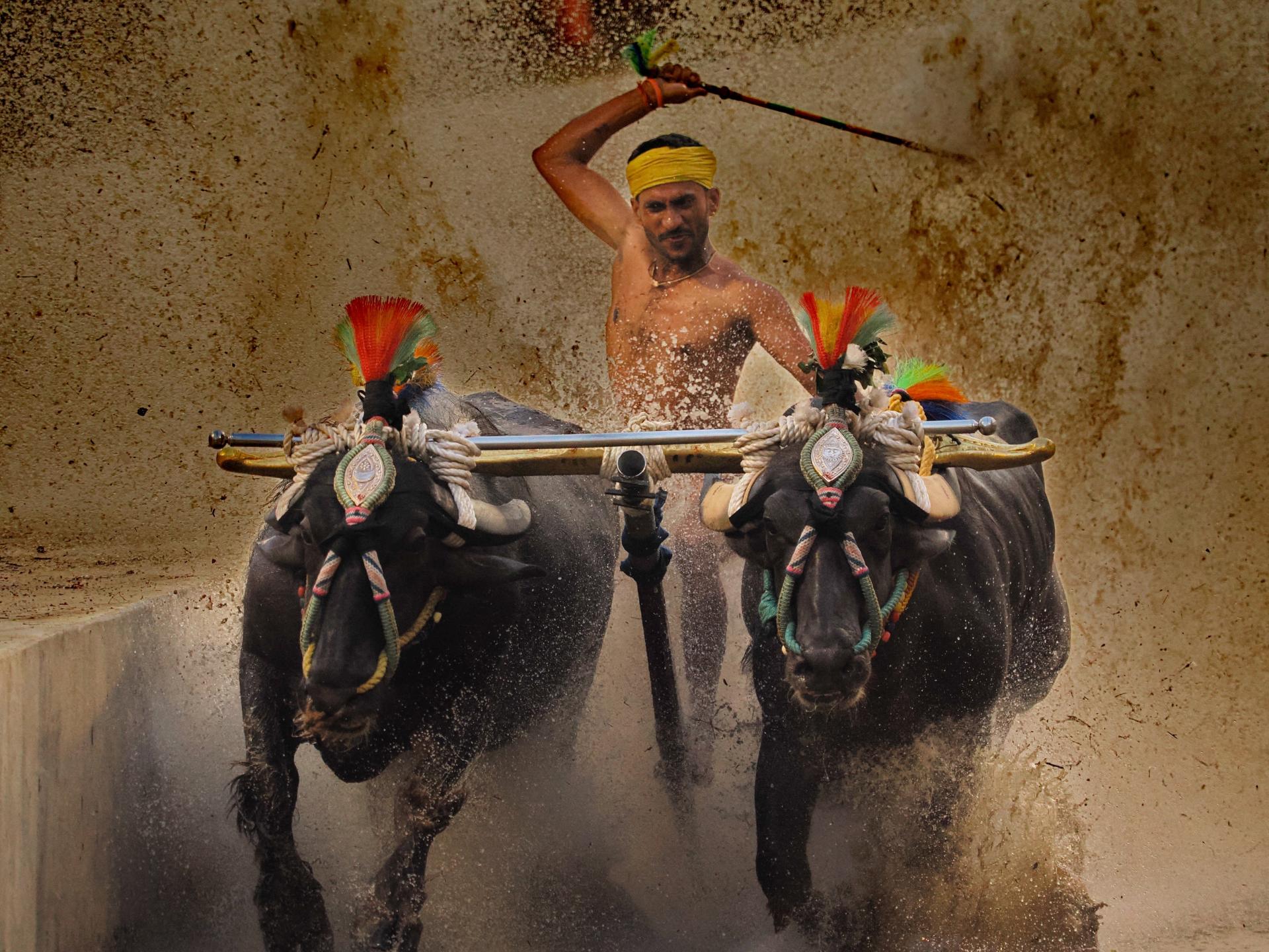 Global Photography Awards Winner - Kambala