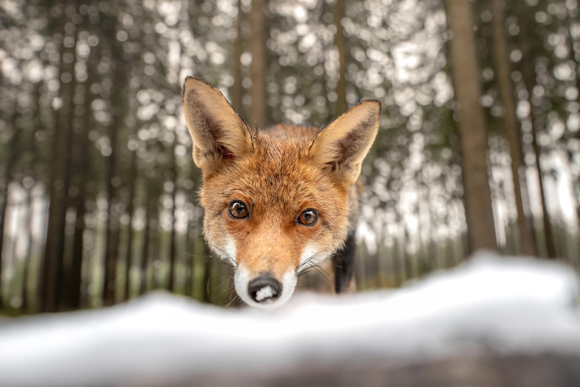 Global Photography Awards Winner - Curious fox