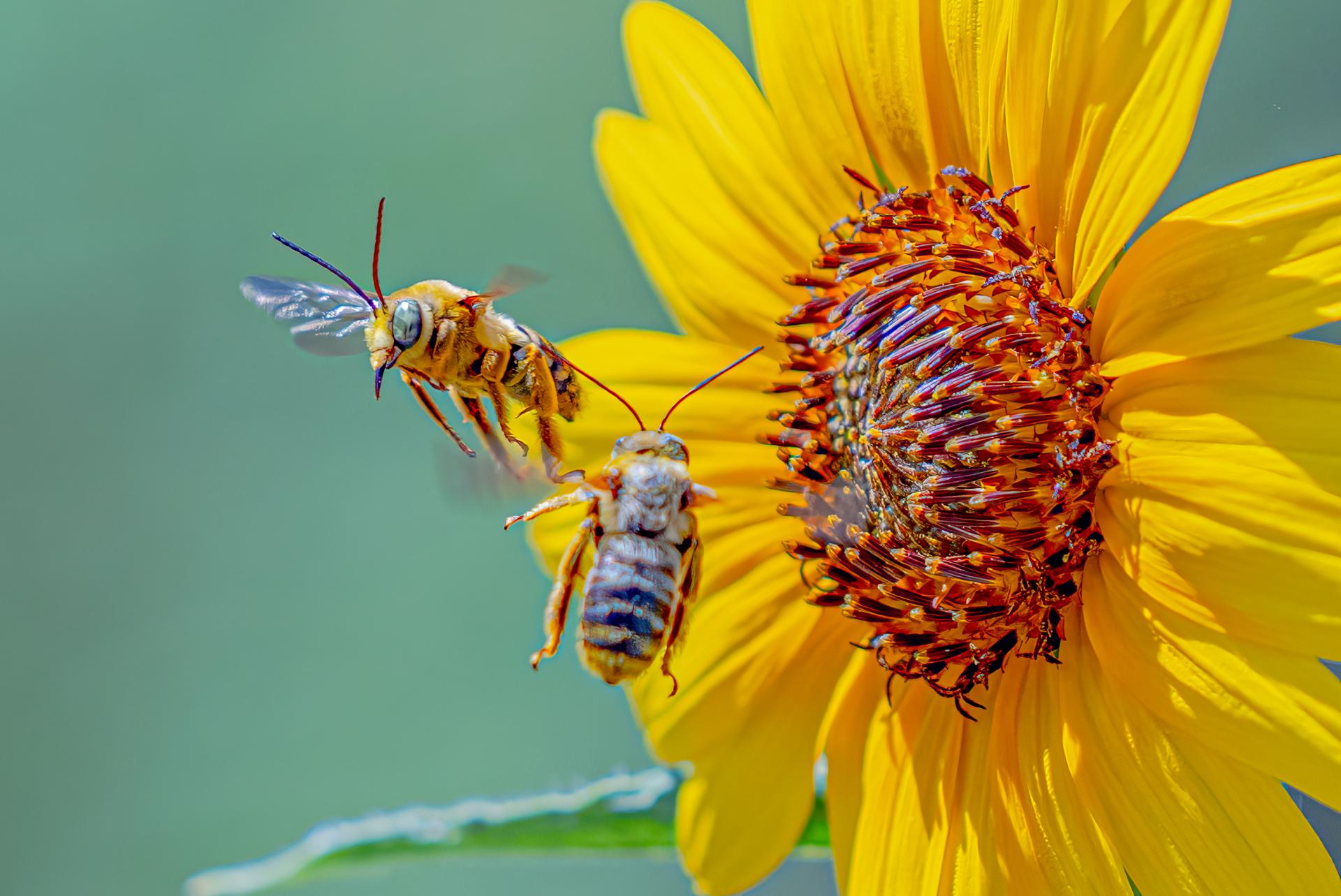 Global Photography Awards Winner - Bee Happy