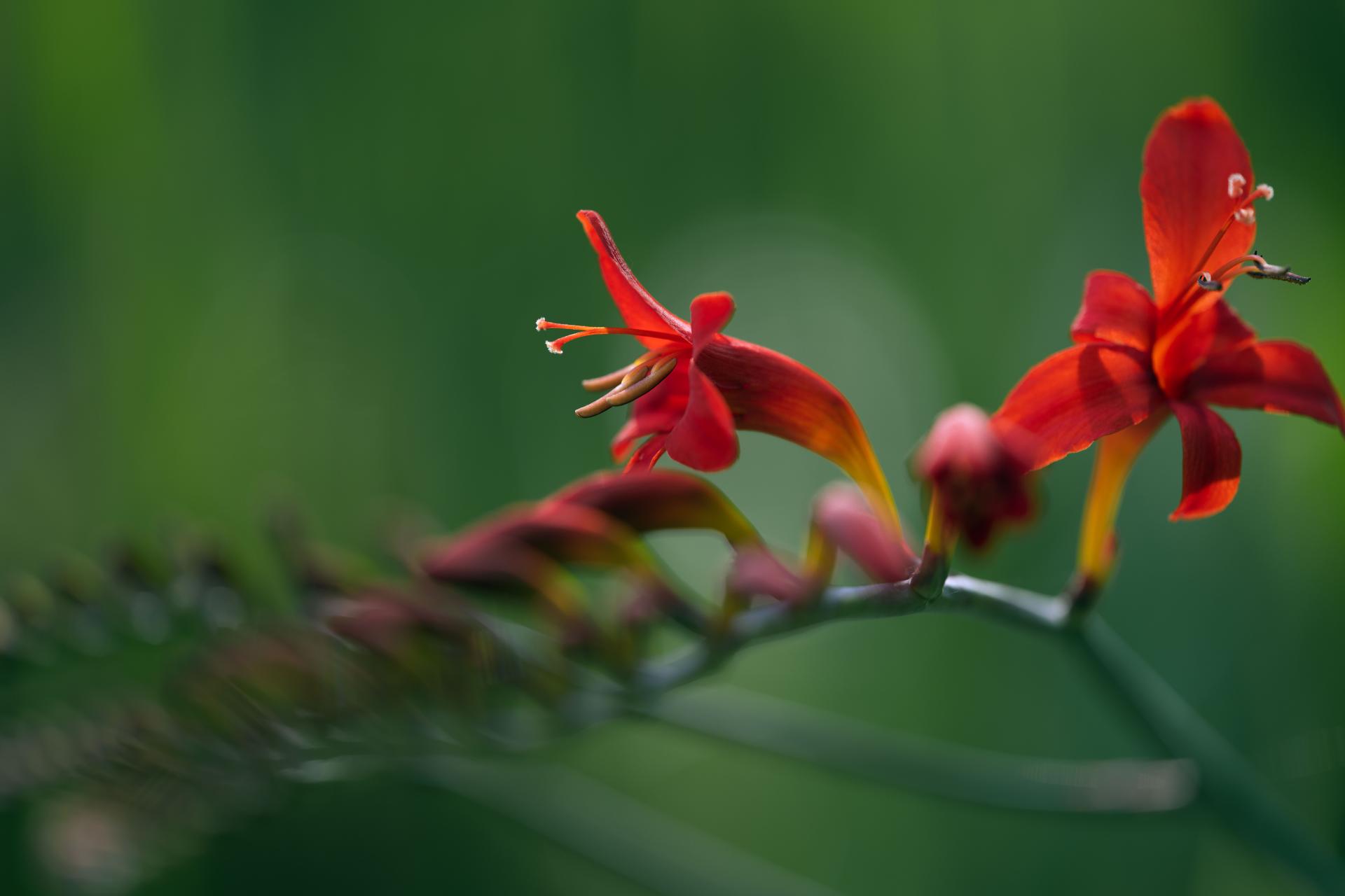 Global Photography Awards Winner - Summer