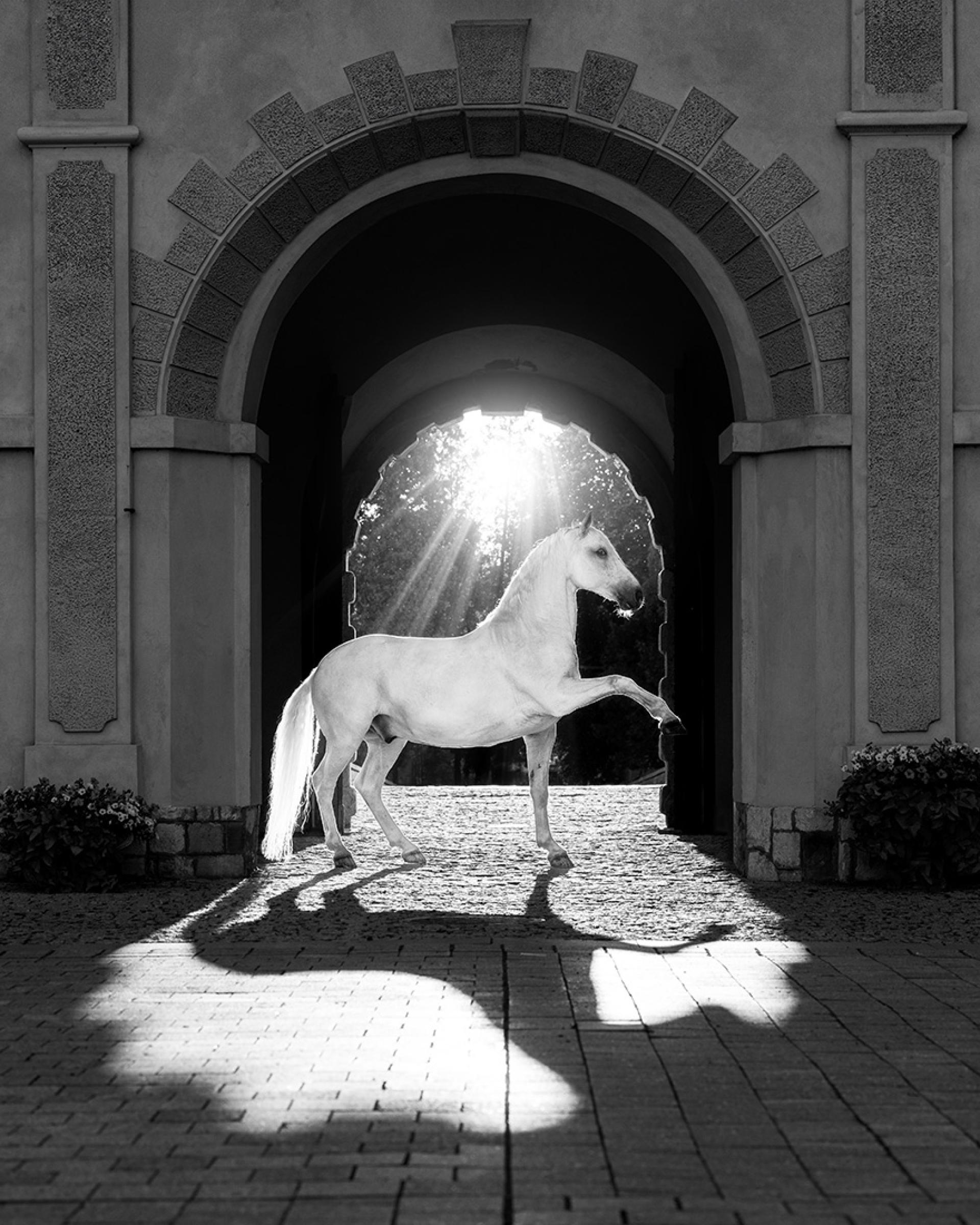 Global Photography Awards Winner - The Gatekeeper