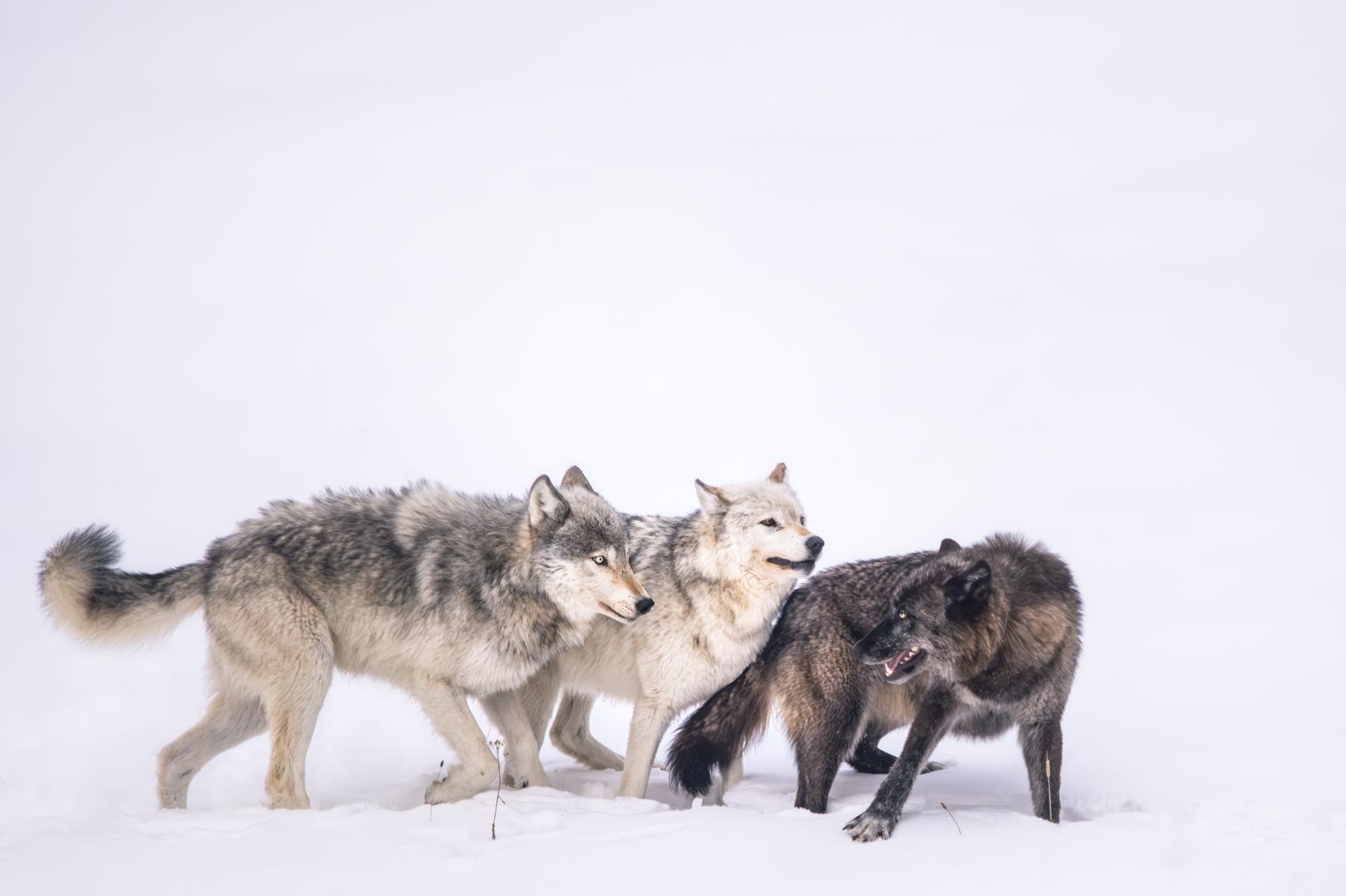 Global Photography Awards Winner - Wolves in Motion