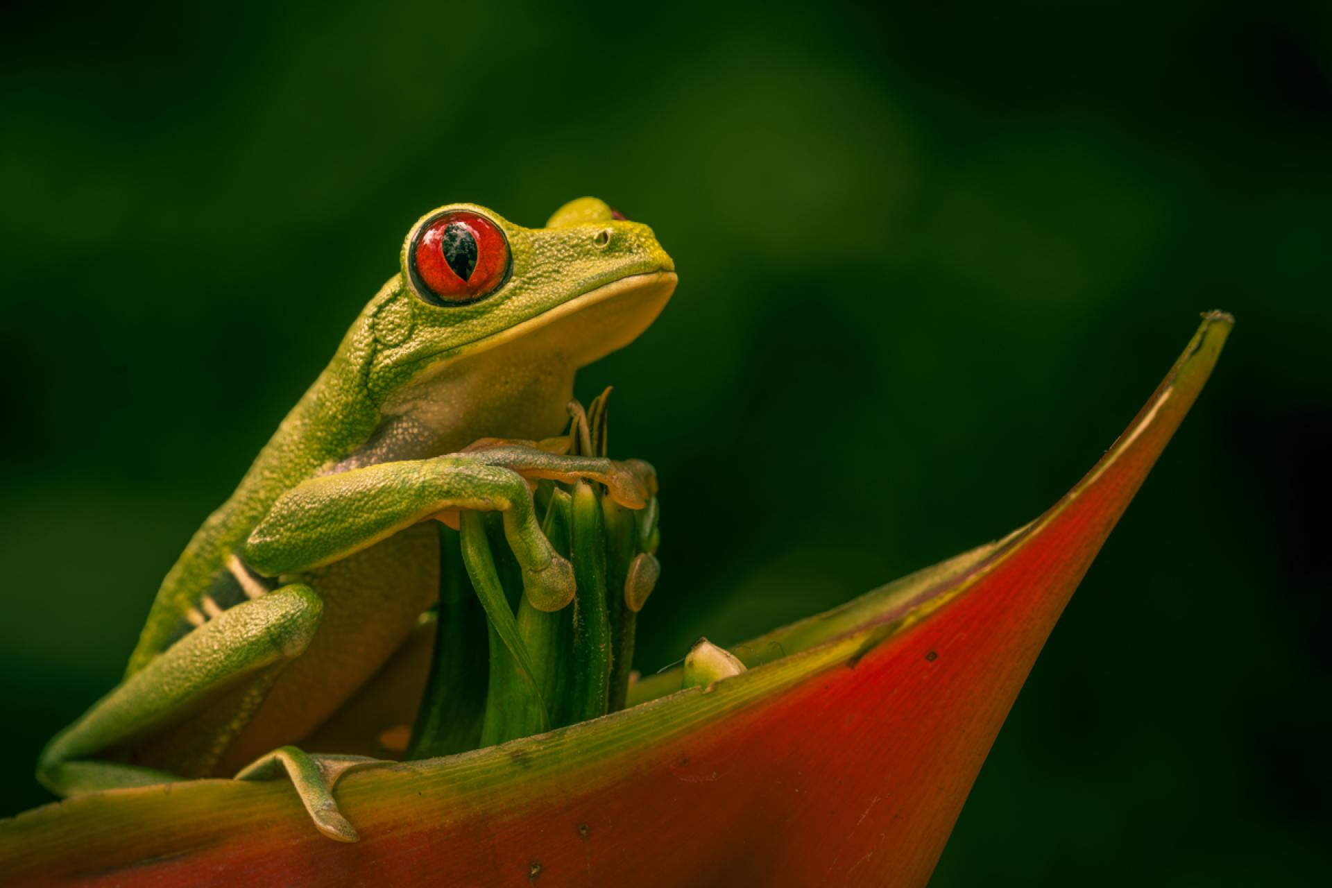 Global Photography Awards Winner - Red-Eyed Frog From Posing to Leap