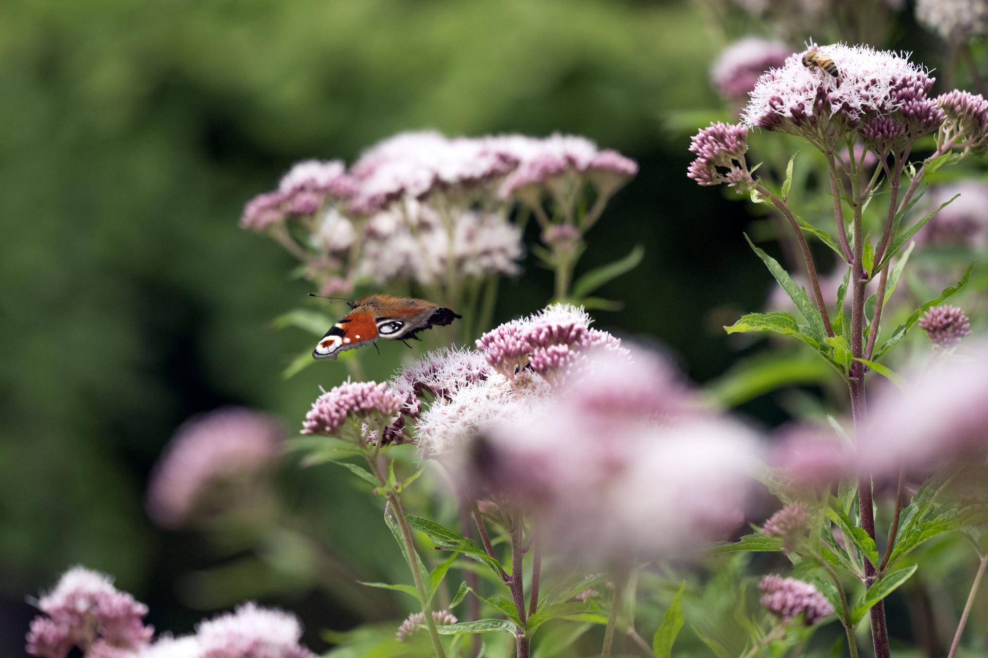 Global Photography Awards Winner - Fly Away