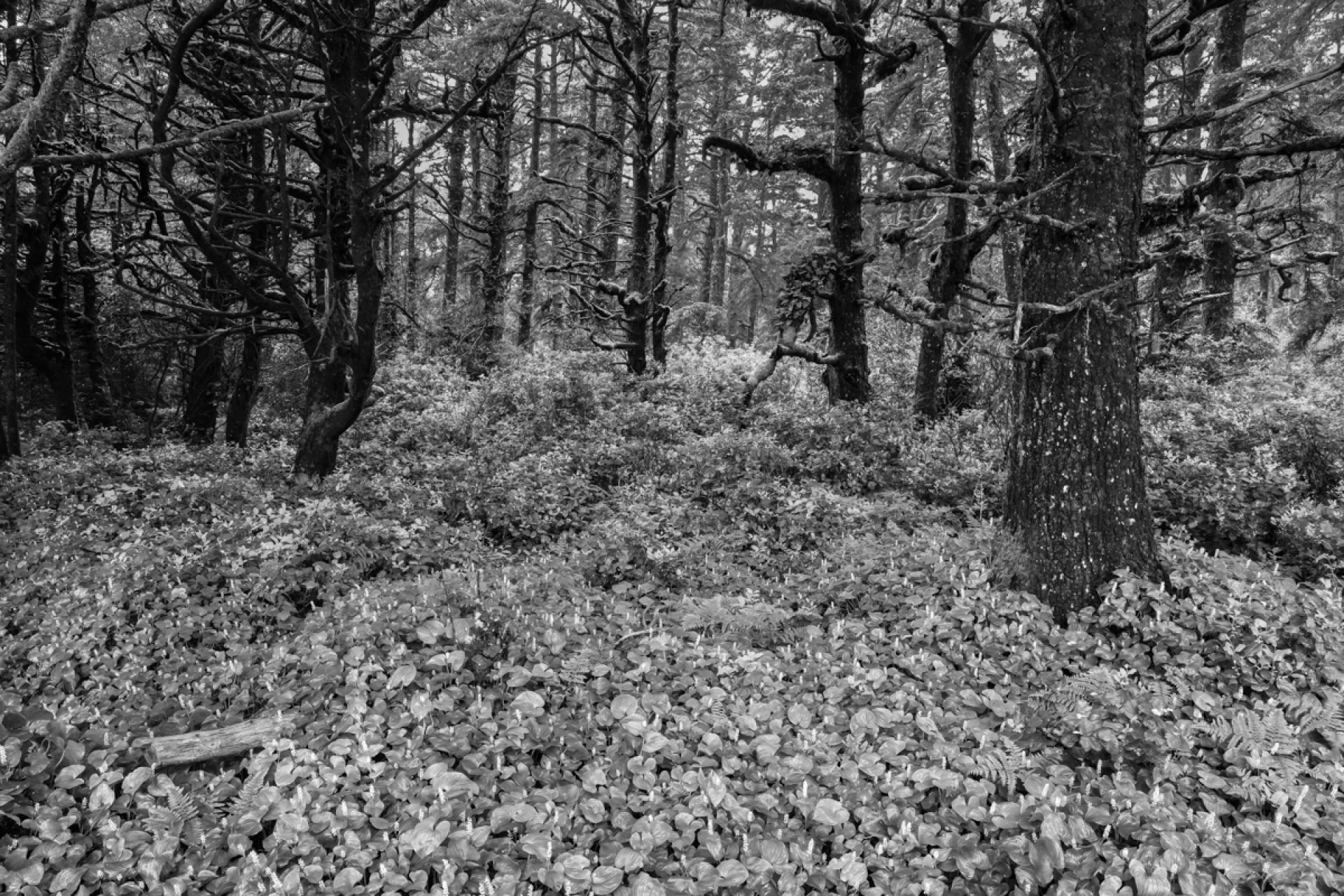 Global Photography Awards Winner - Coastal Forest