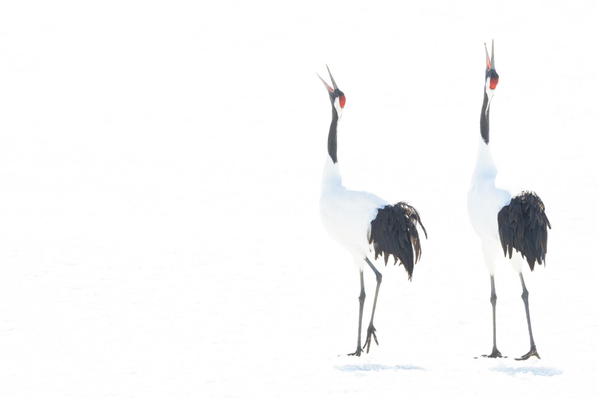 Global Photography Awards Winner - Japanese crane