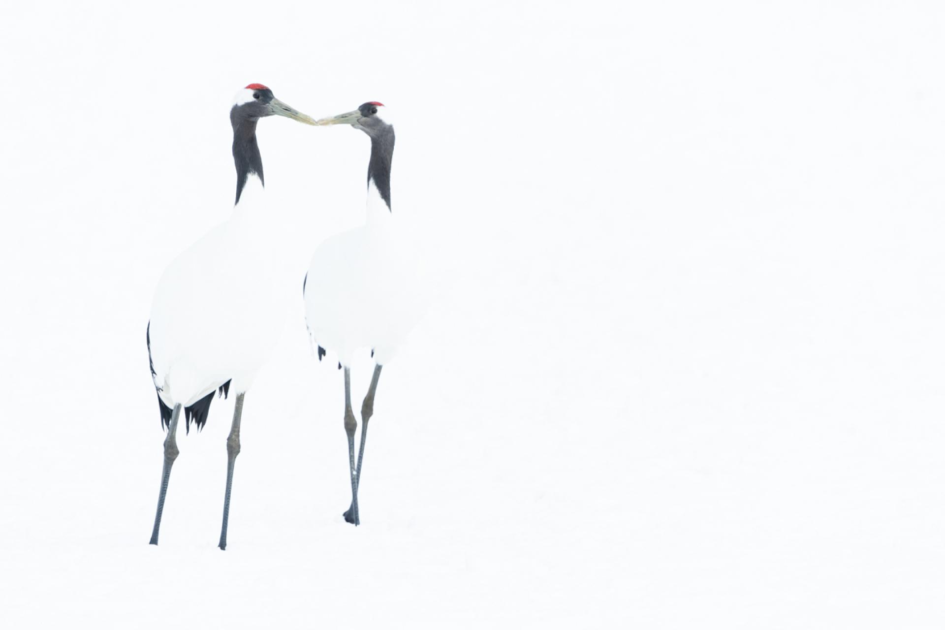 Global Photography Awards Winner - Japanese crane