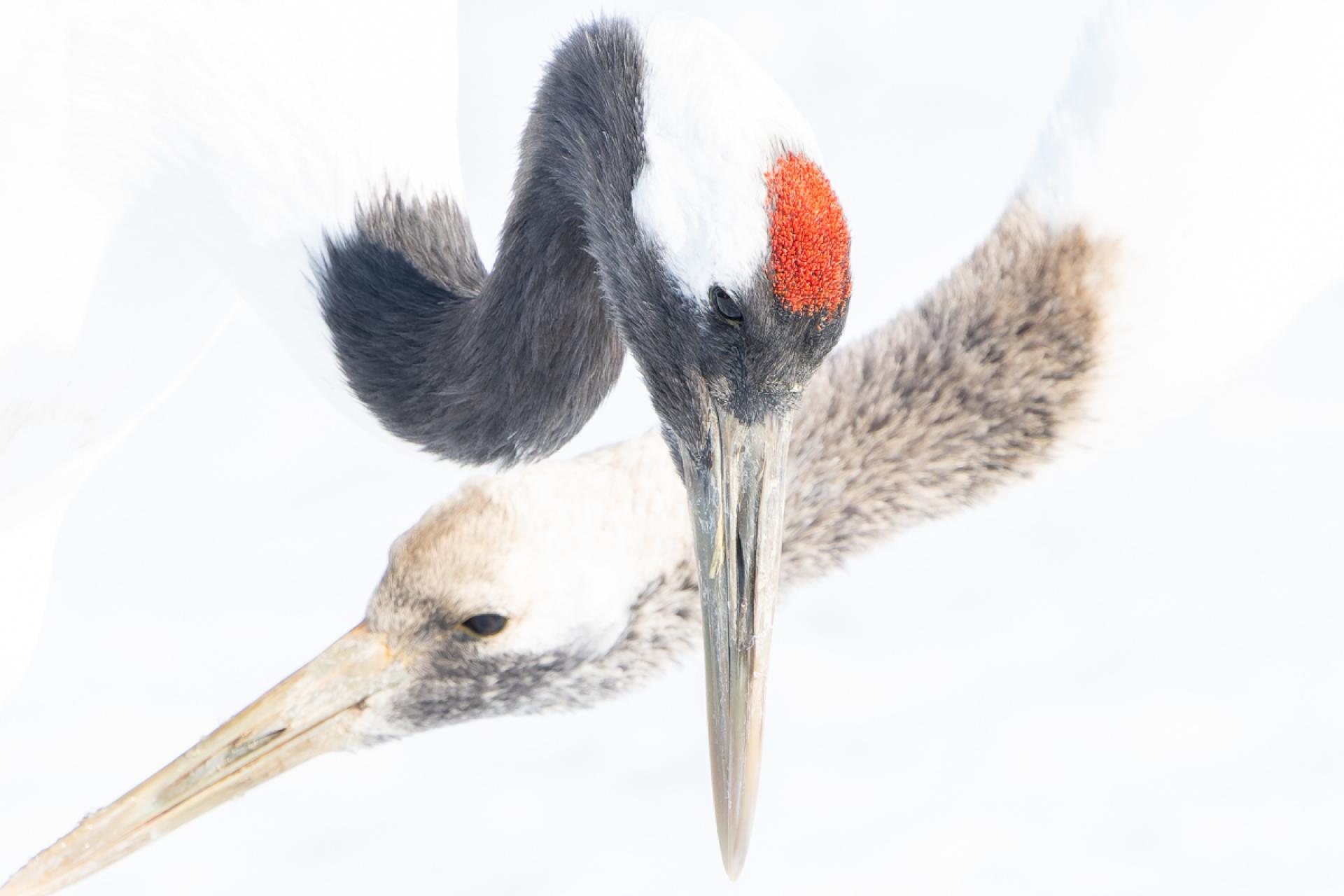 Global Photography Awards Winner - Japanese crane