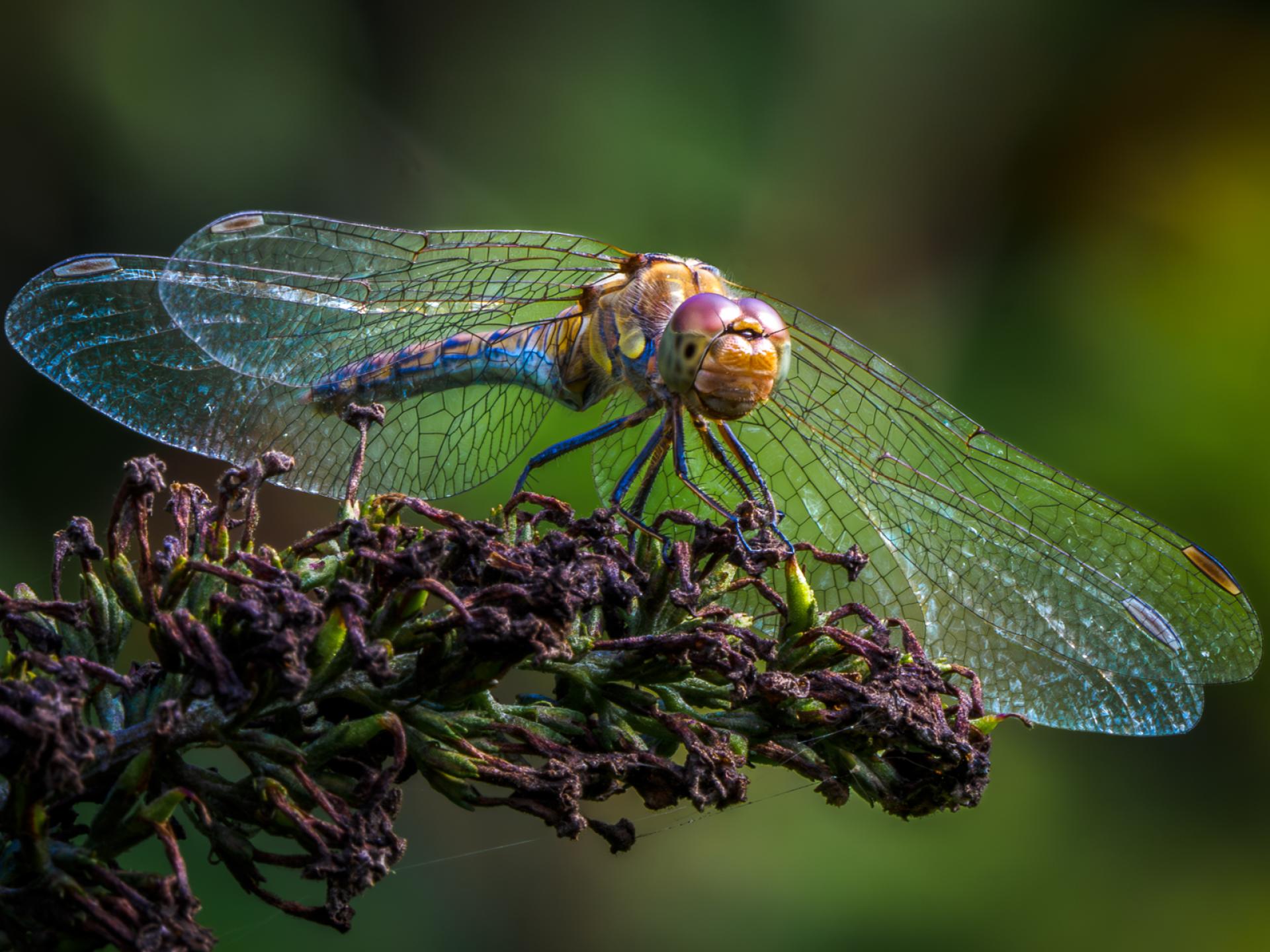 Global Photography Awards Winner - Unveiling the Hidden World of Dragonflies