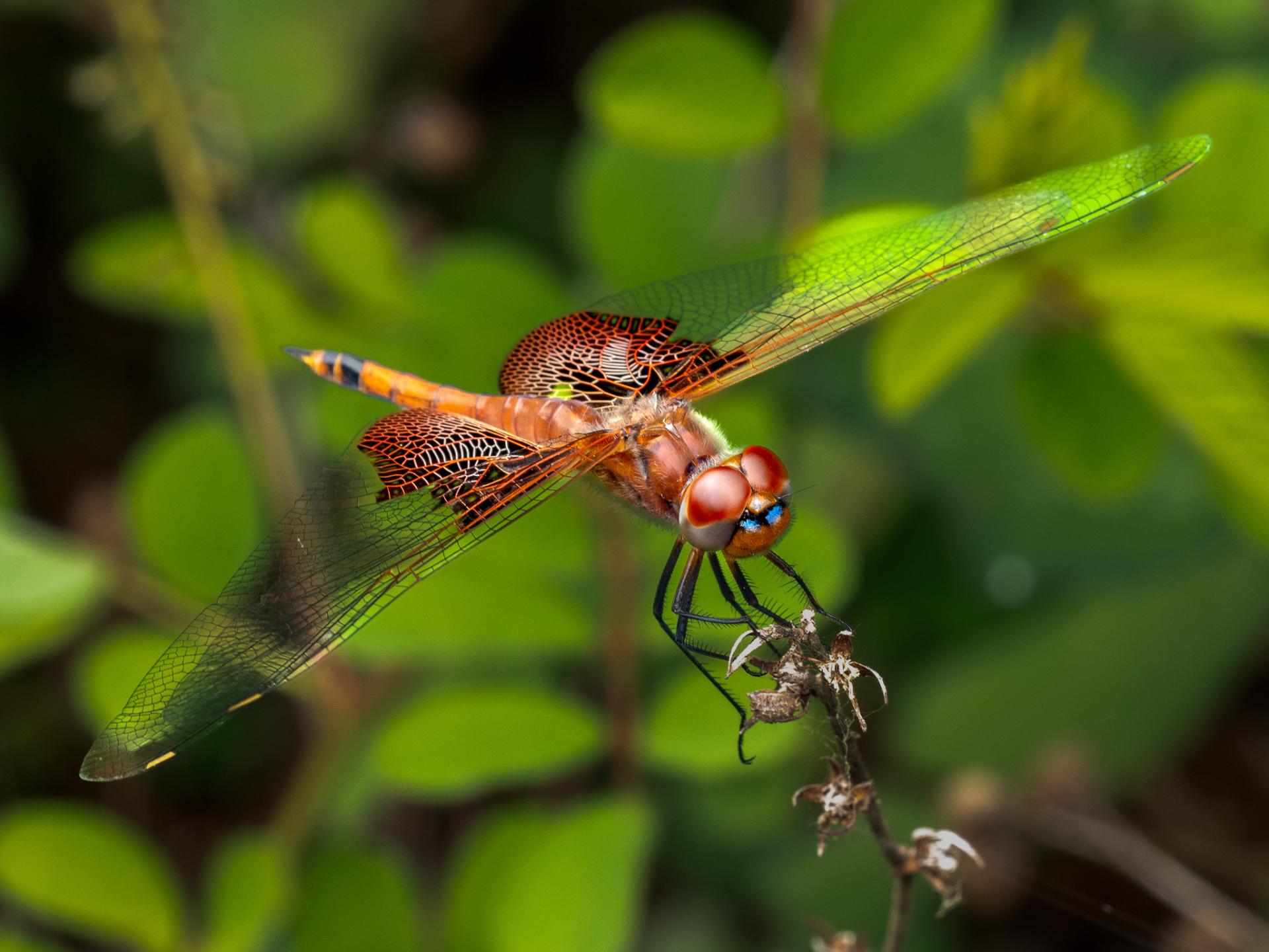 Global Photography Awards Winner - Unveiling the Hidden World of Dragonflies