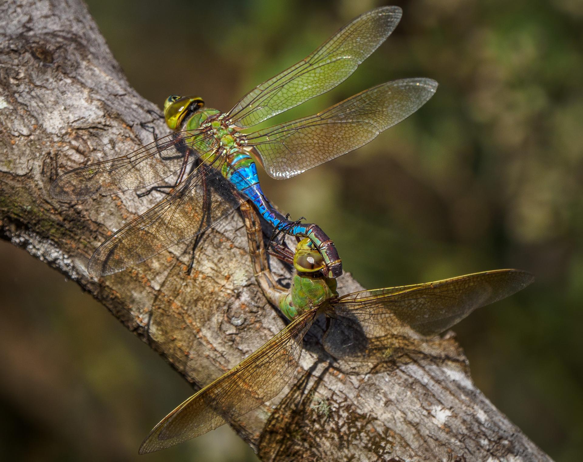 Global Photography Awards Winner - Unveiling the Hidden World of Dragonflies