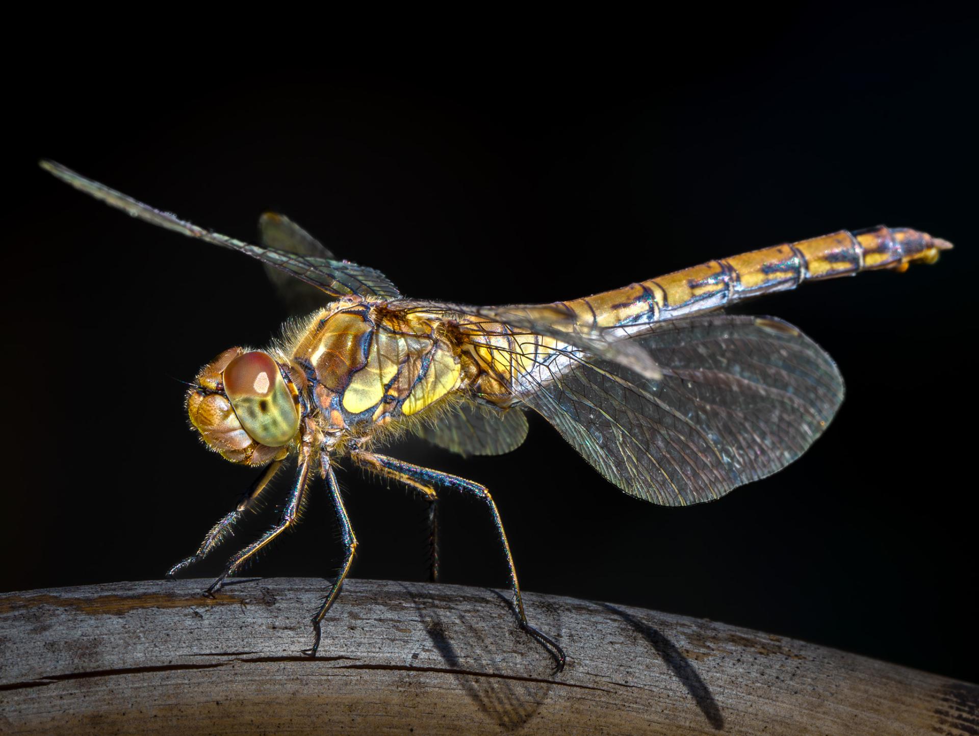 Global Photography Awards Winner - Unveiling the Hidden World of Dragonflies