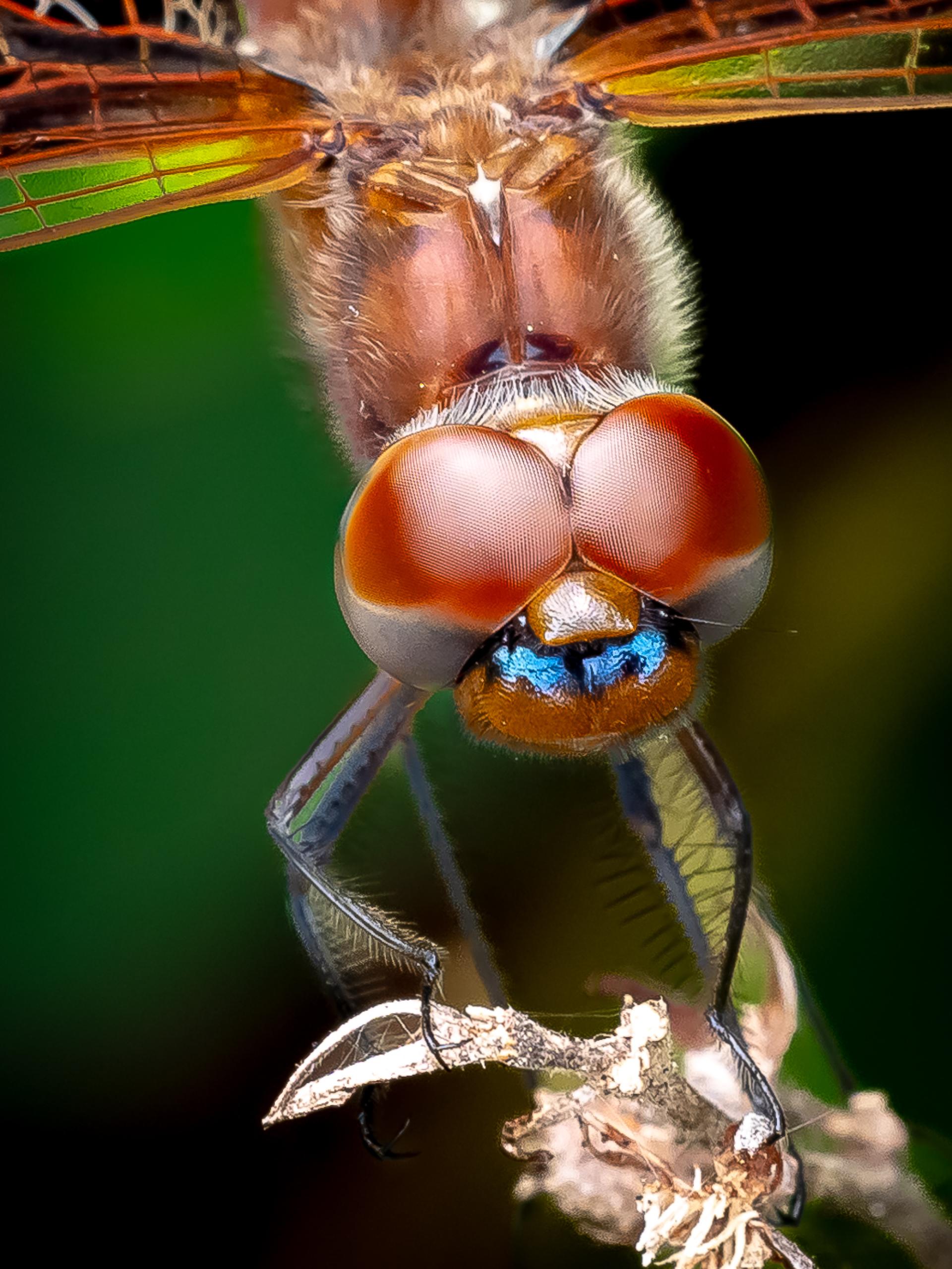 Global Photography Awards Winner - Unveiling the Hidden World of Dragonflies