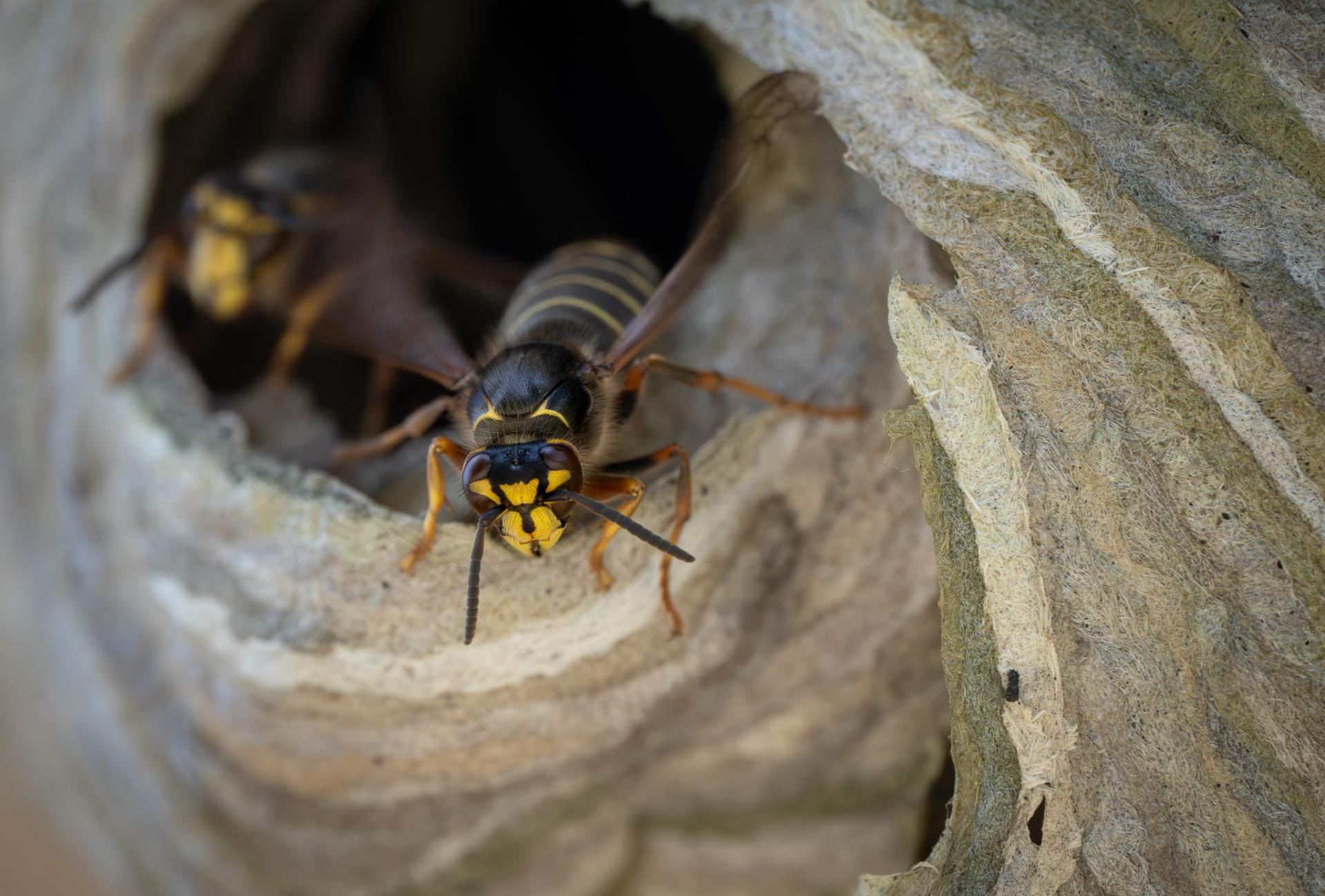 Global Photography Awards Winner - Macro Marvels of the Wasp World