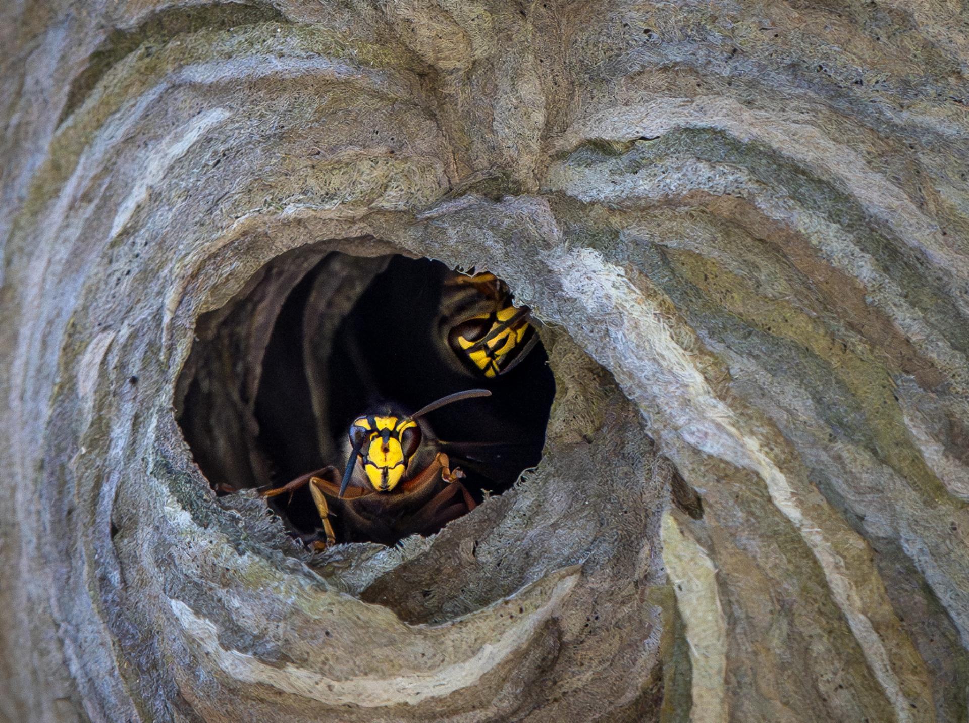 Global Photography Awards Winner - Macro Marvels of the Wasp World