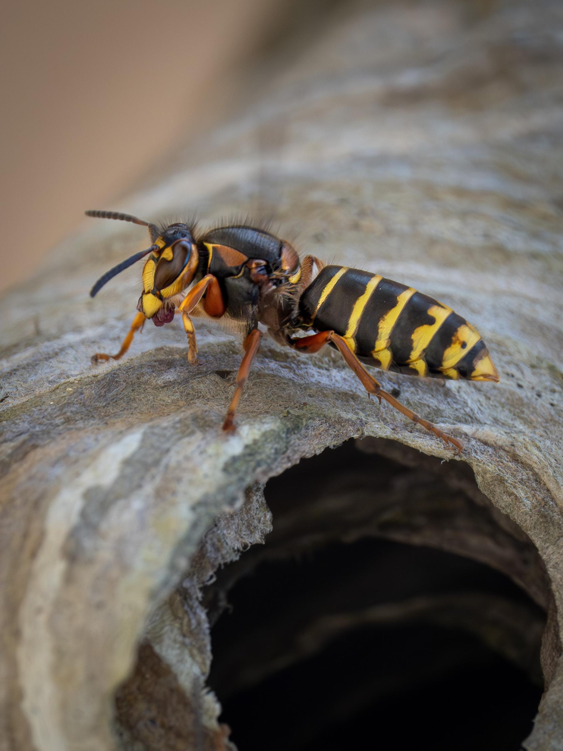 Global Photography Awards Winner - Macro Marvels of the Wasp World