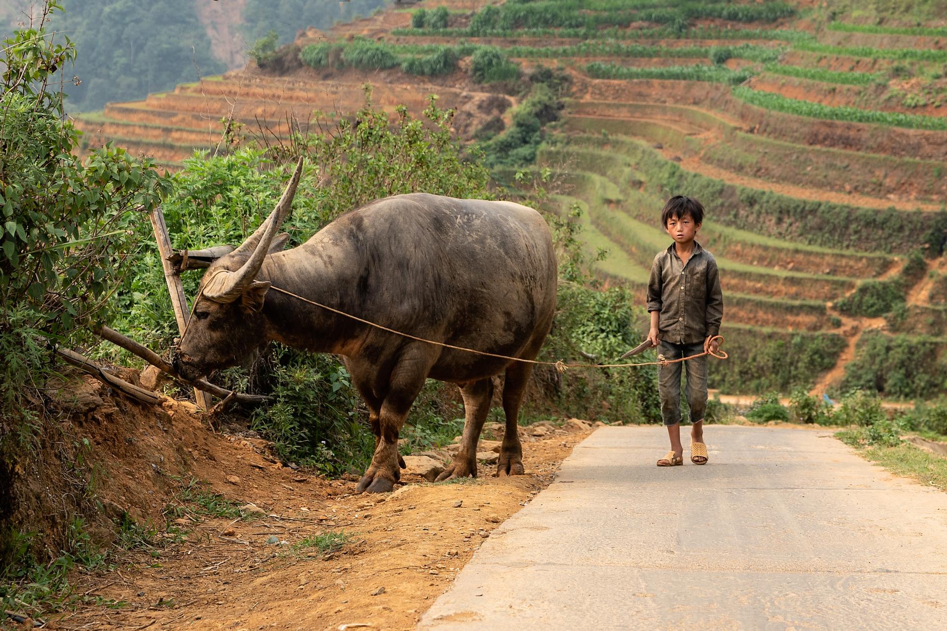 Global Photography Awards Winner - Buffalo Boy 