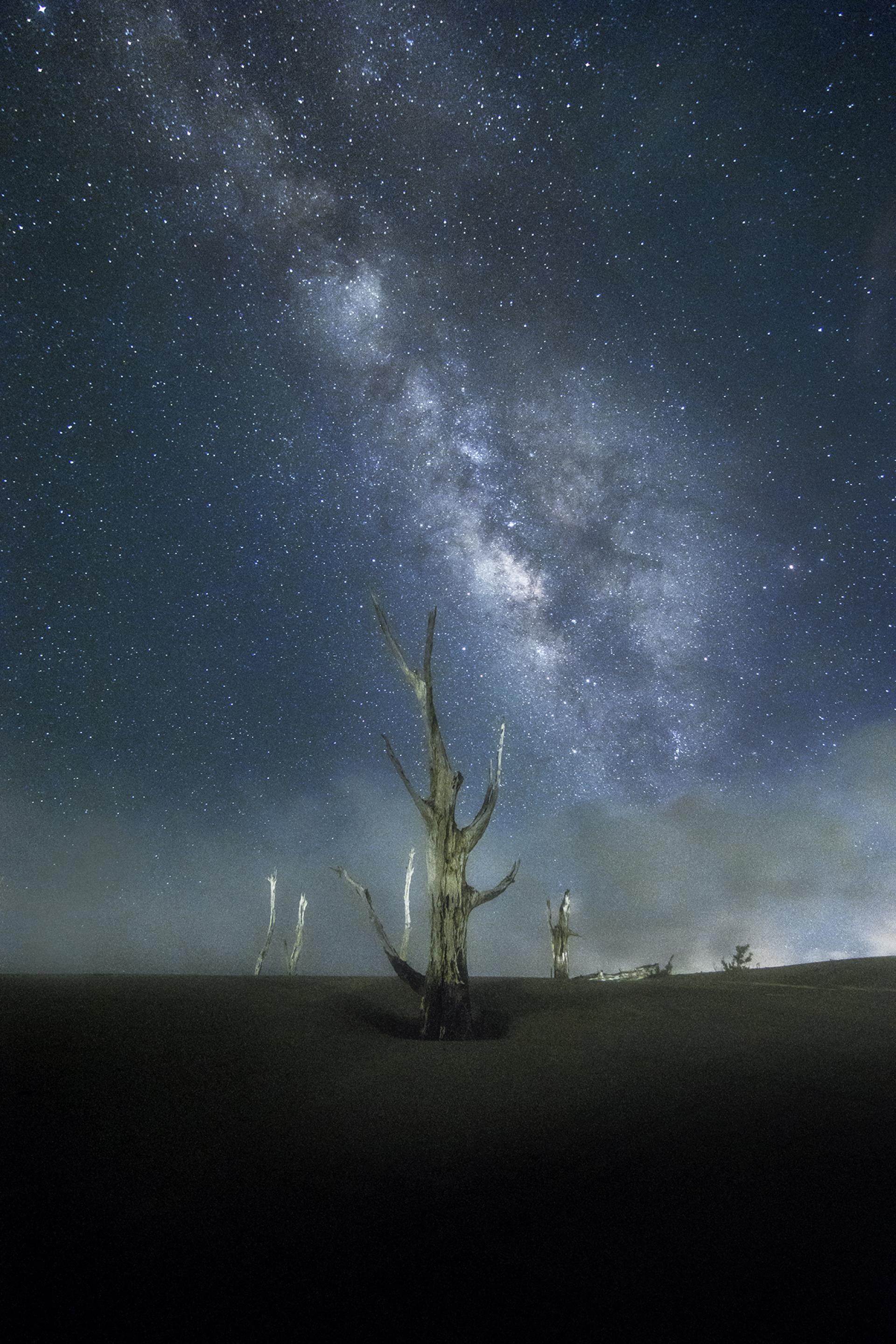 Global Photography Awards Winner - Dead tree under the starry sky