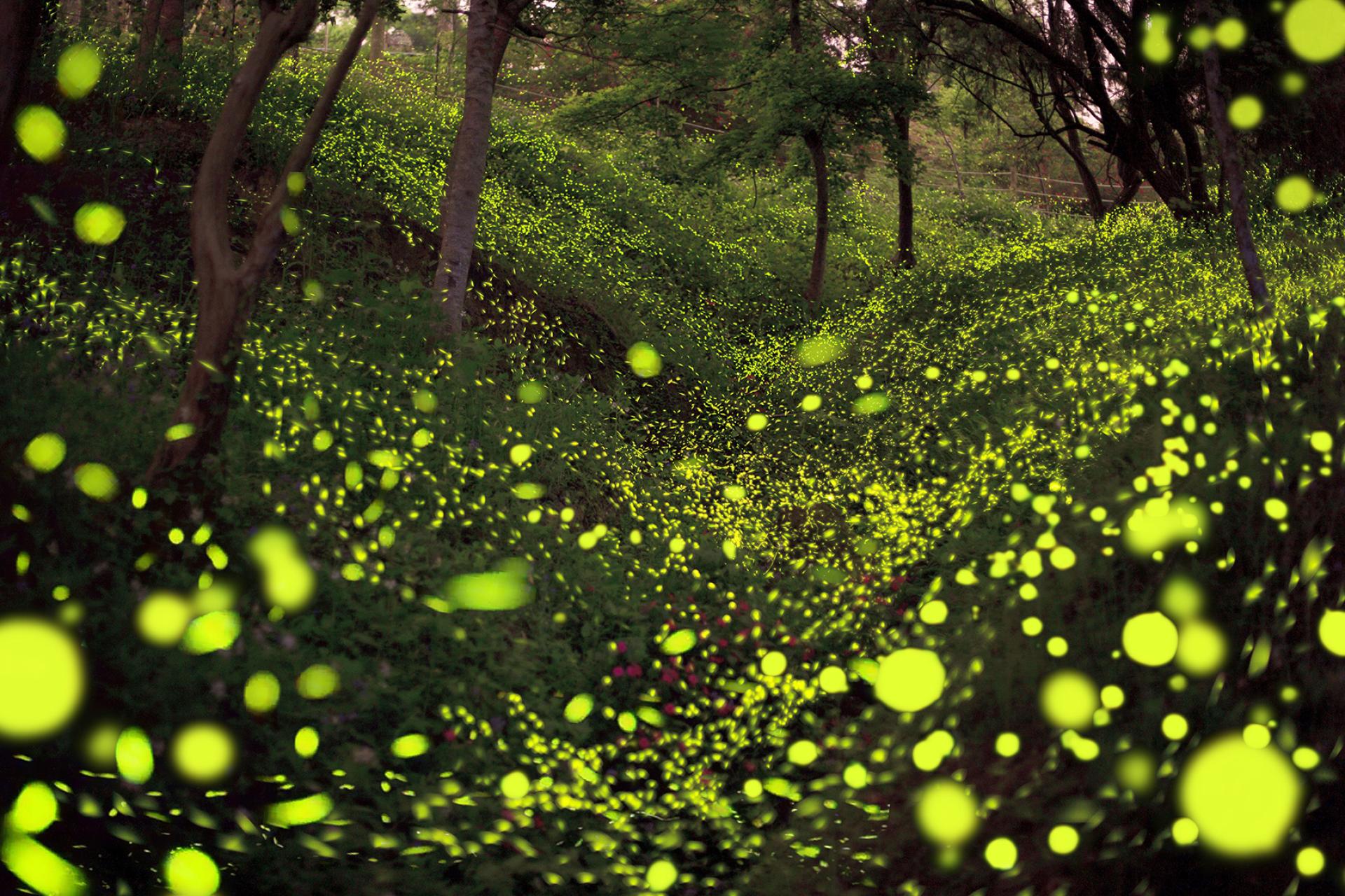 Global Photography Awards Winner - Summer Night Firefly Dance.