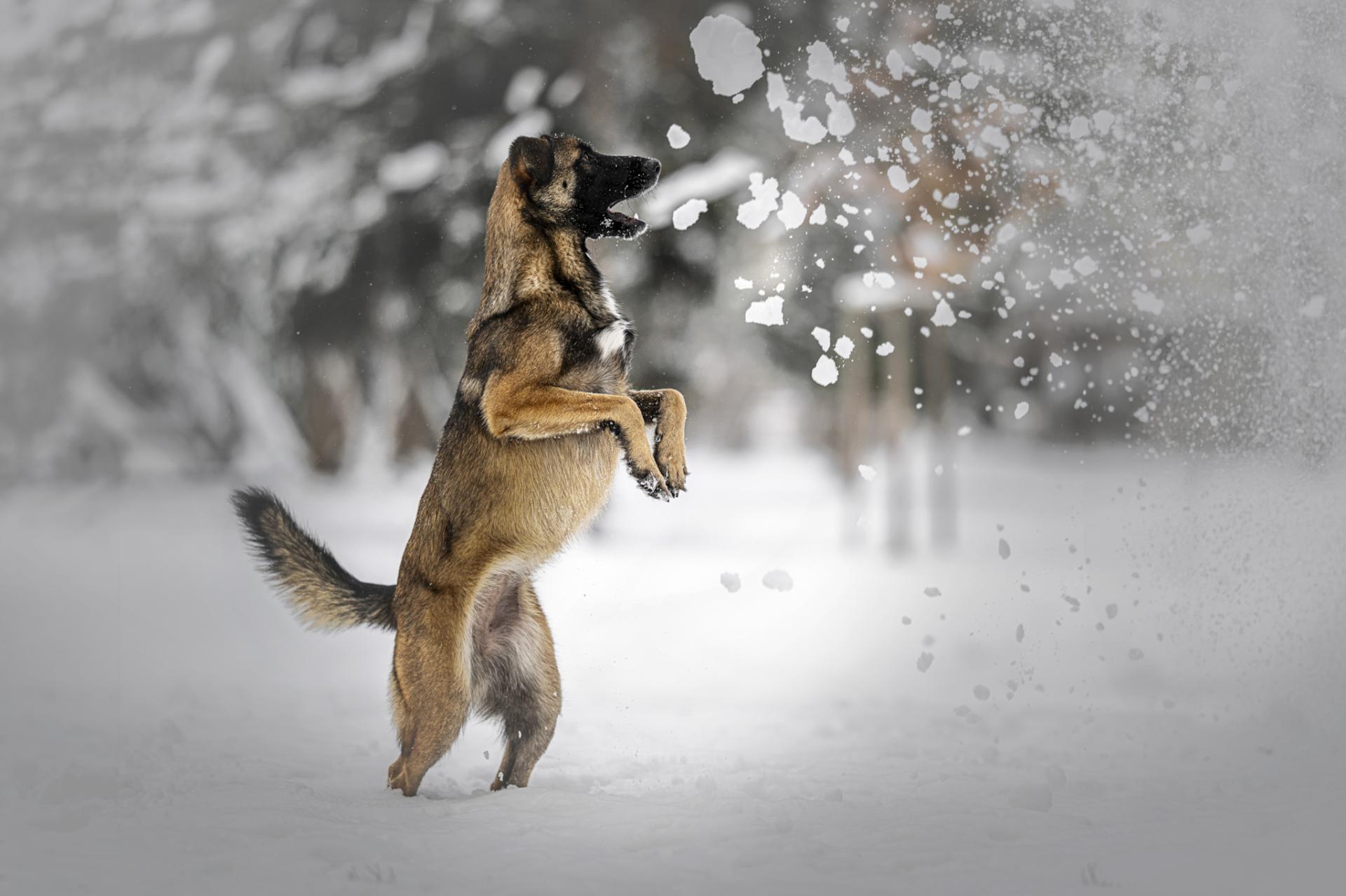 Global Photography Awards Winner - In the Quiet Company of Nature