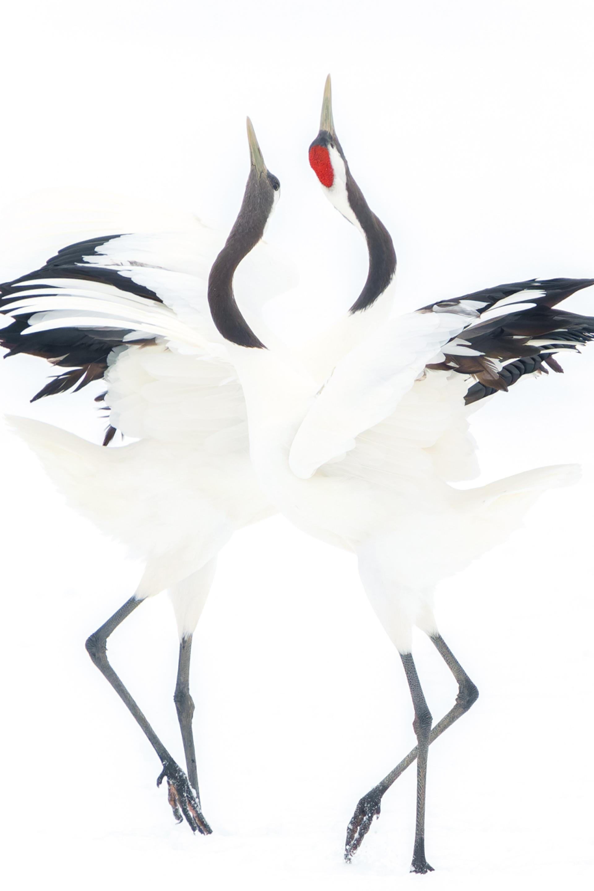 Global Photography Awards Winner - Japanese crane courtship dance