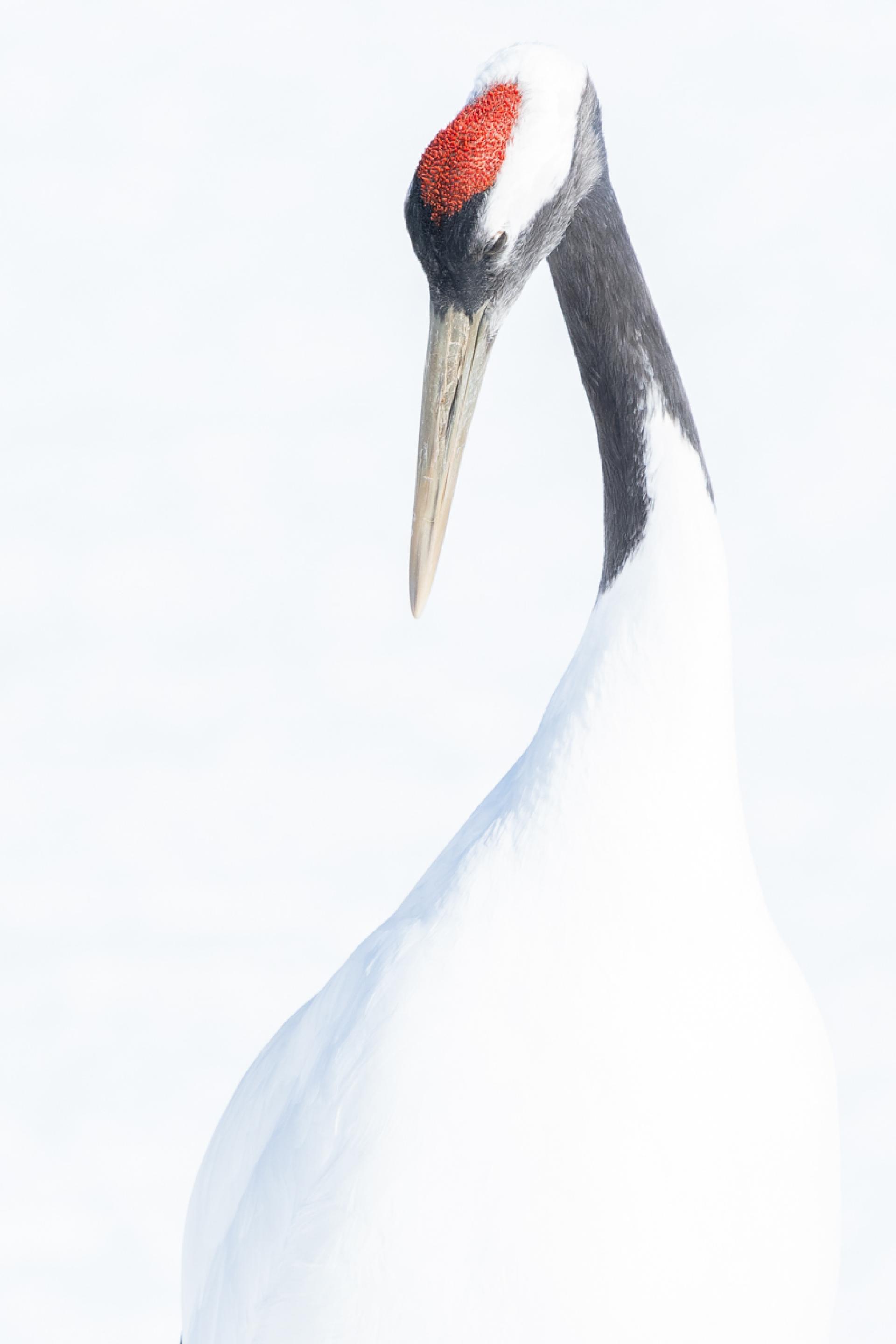 Global Photography Awards Winner - Snow white x crane