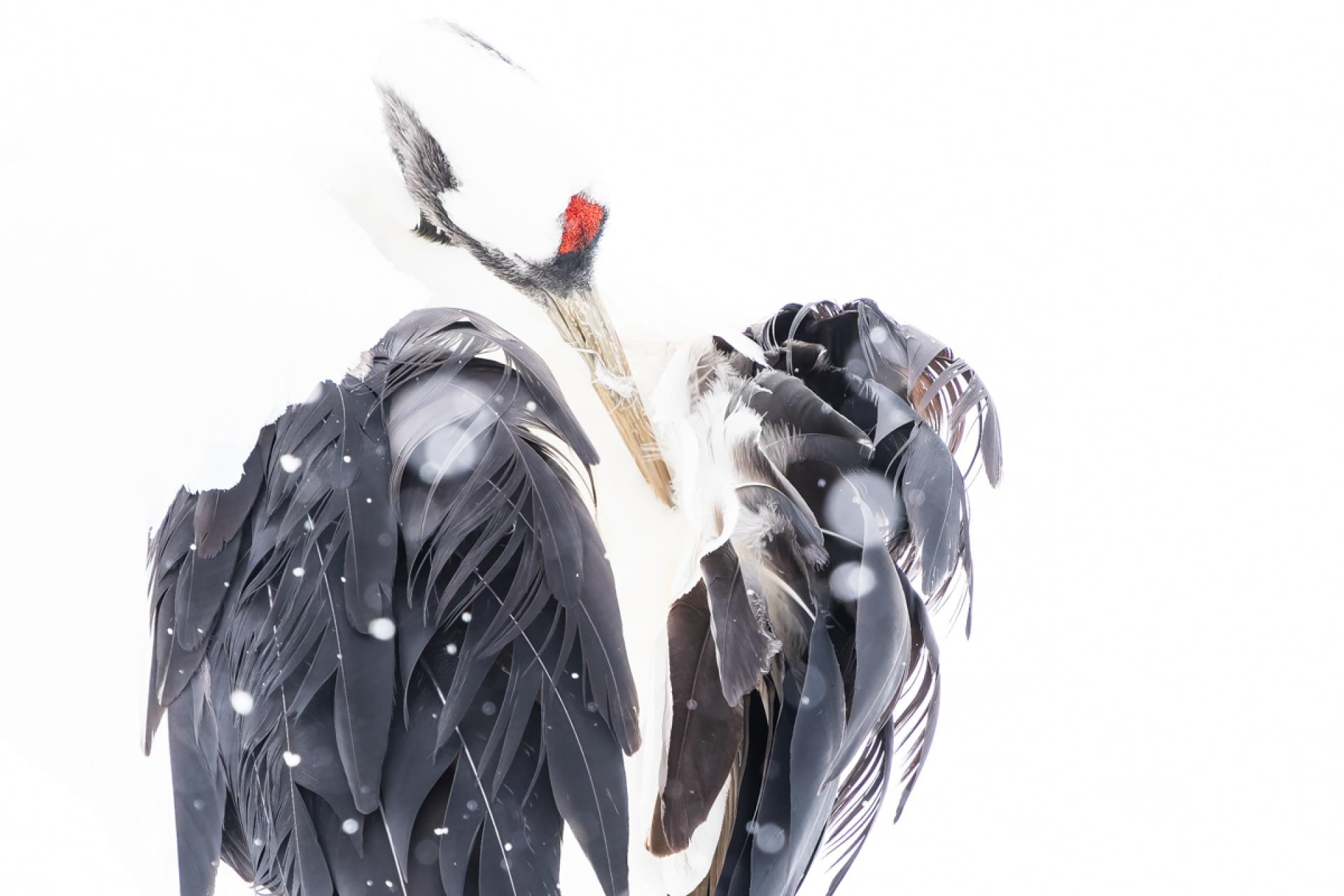 Global Photography Awards Winner - Snow white x crane