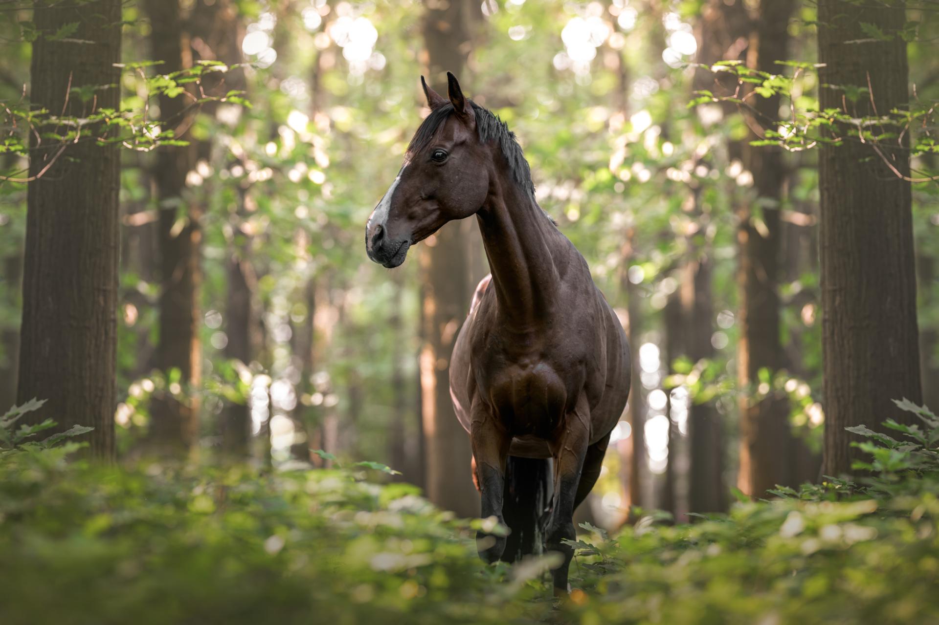 Global Photography Awards Winner - Whispers of Nature