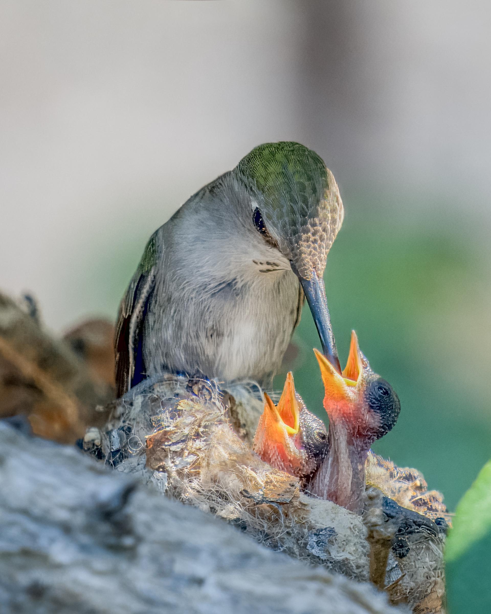 Global Photography Awards Winner - Feeding Time