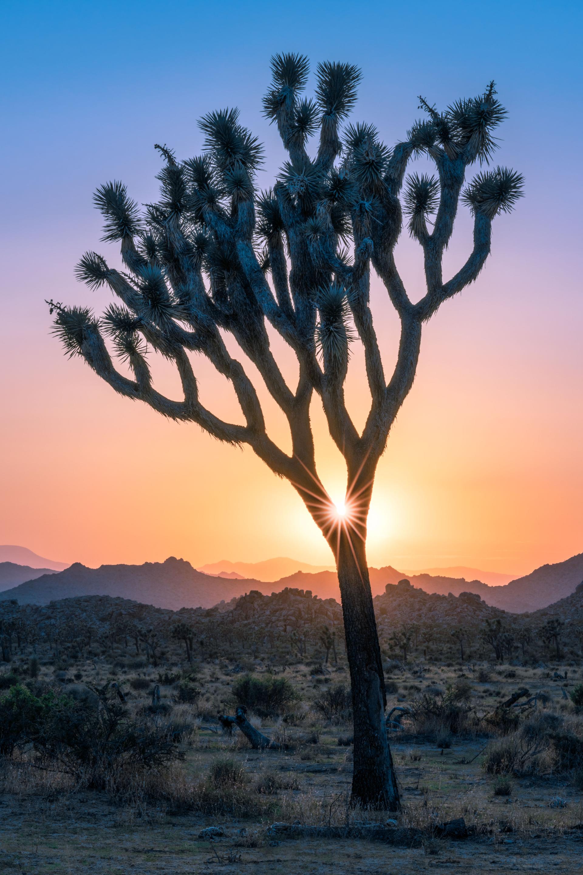 Global Photography Awards Winner - Tree of Light