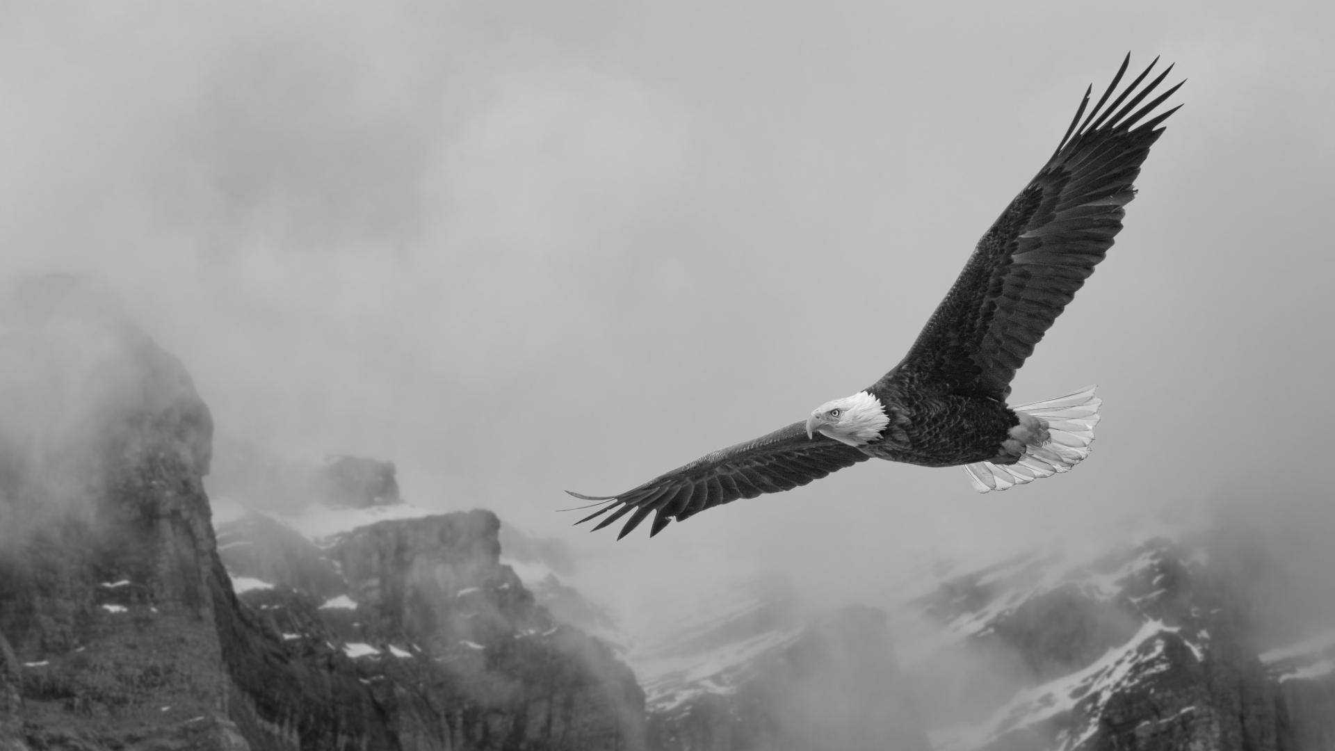 Global Photography Awards Winner - Born to Soar