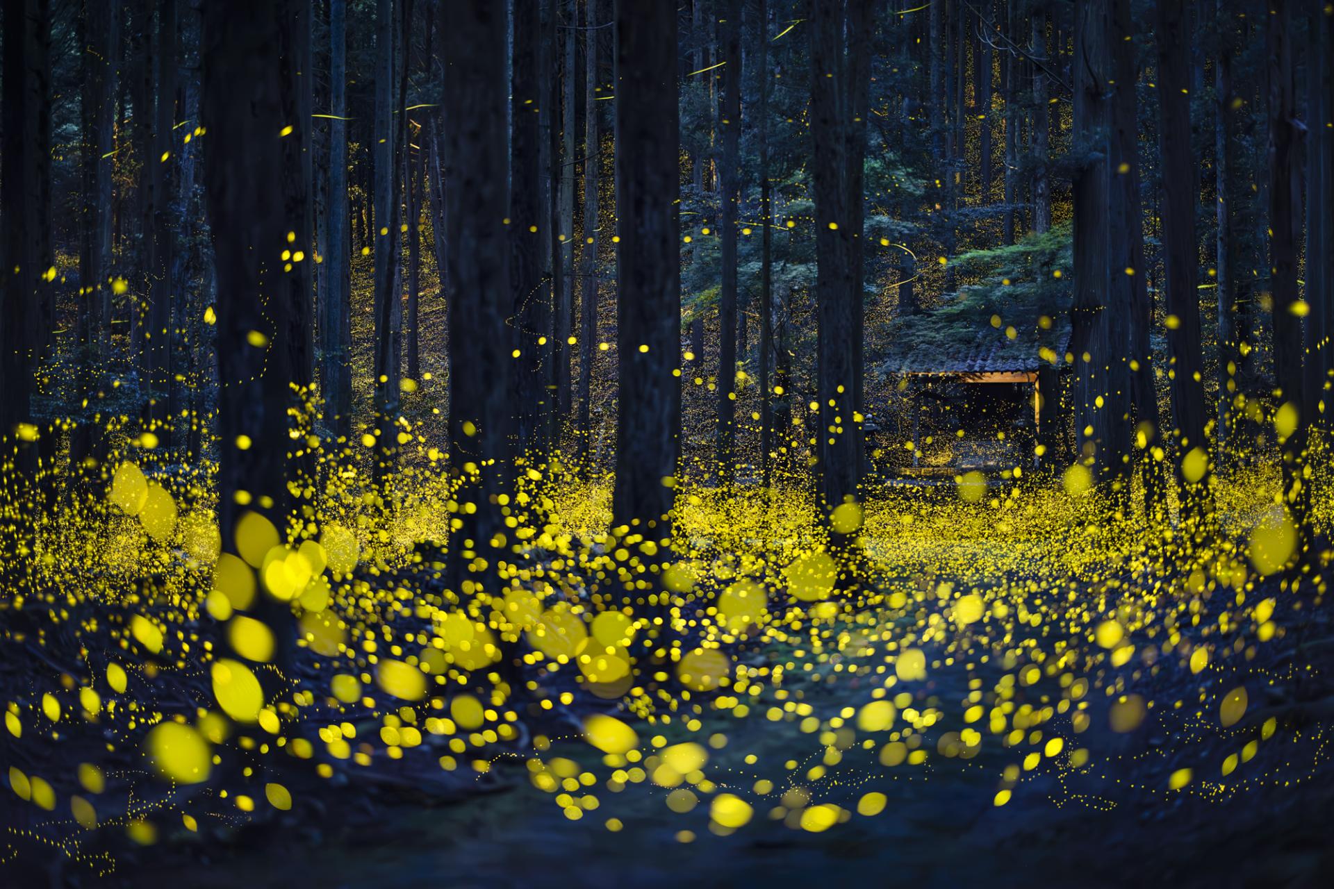 Global Photography Awards Winner - Luminous Elf