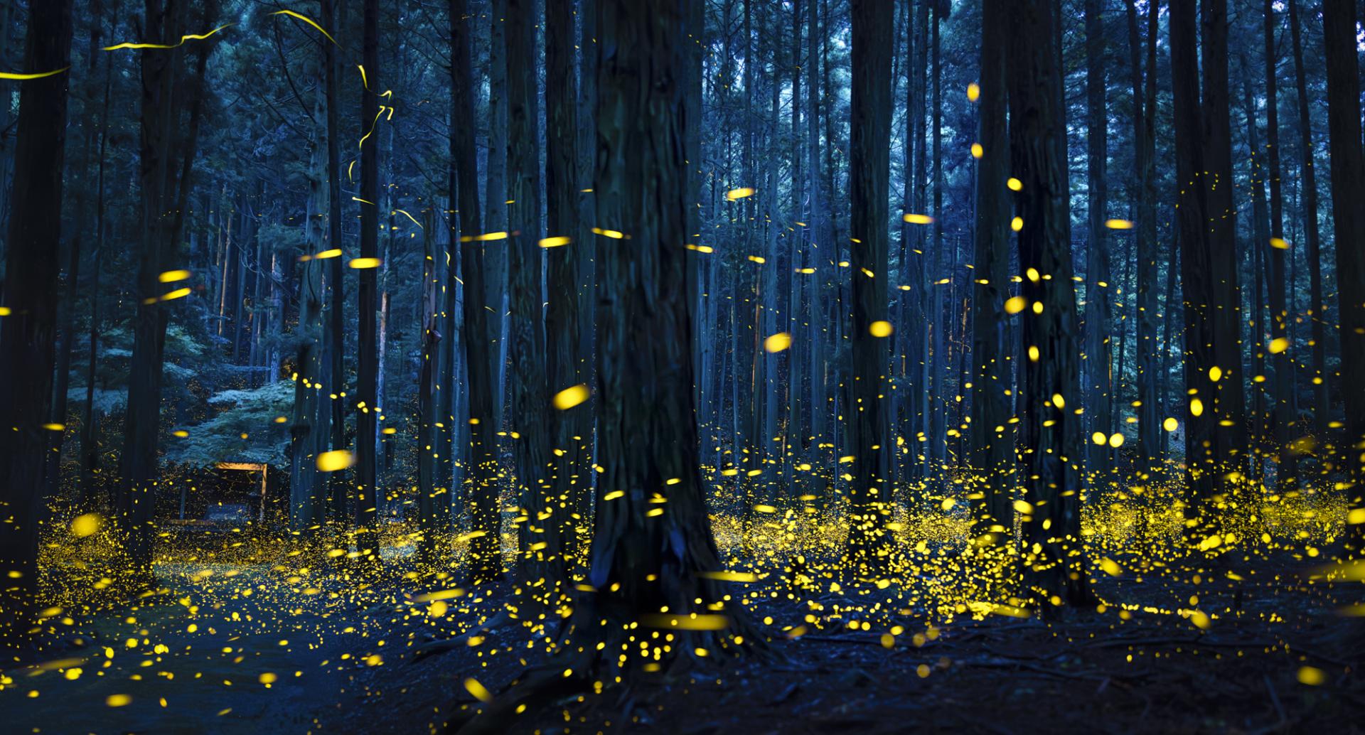 Global Photography Awards Winner - Luminous Elf