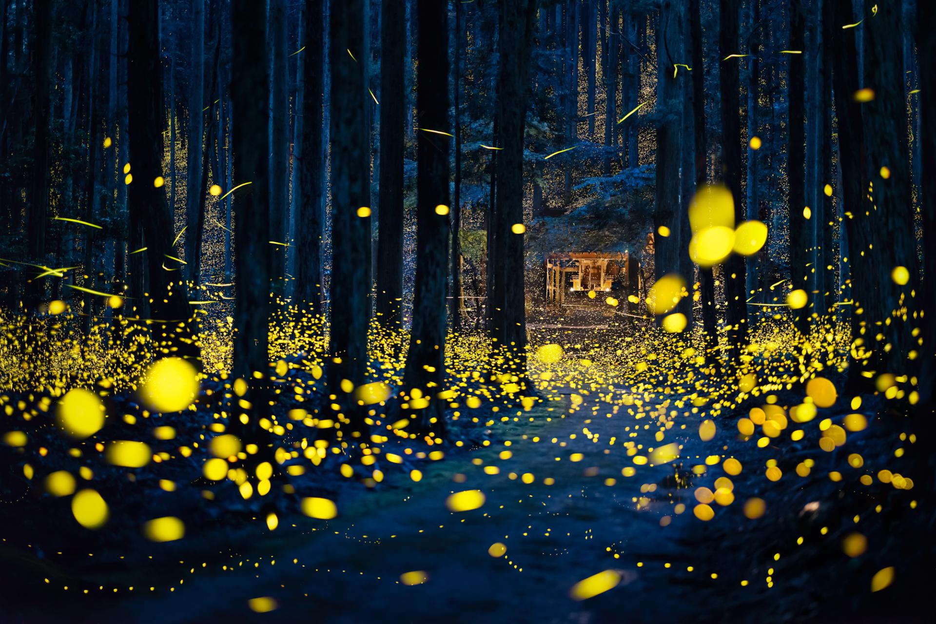 Global Photography Awards Winner - Luminous Elf