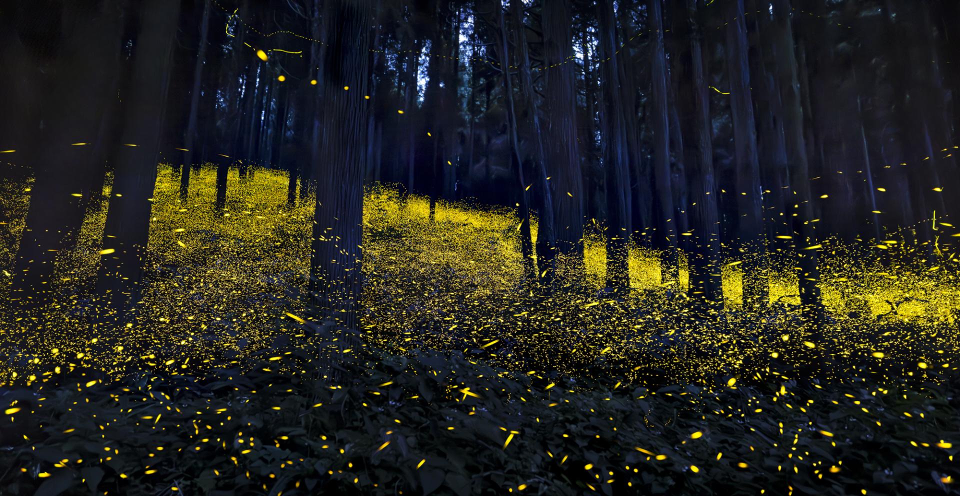 Global Photography Awards Winner - Luminous Elf