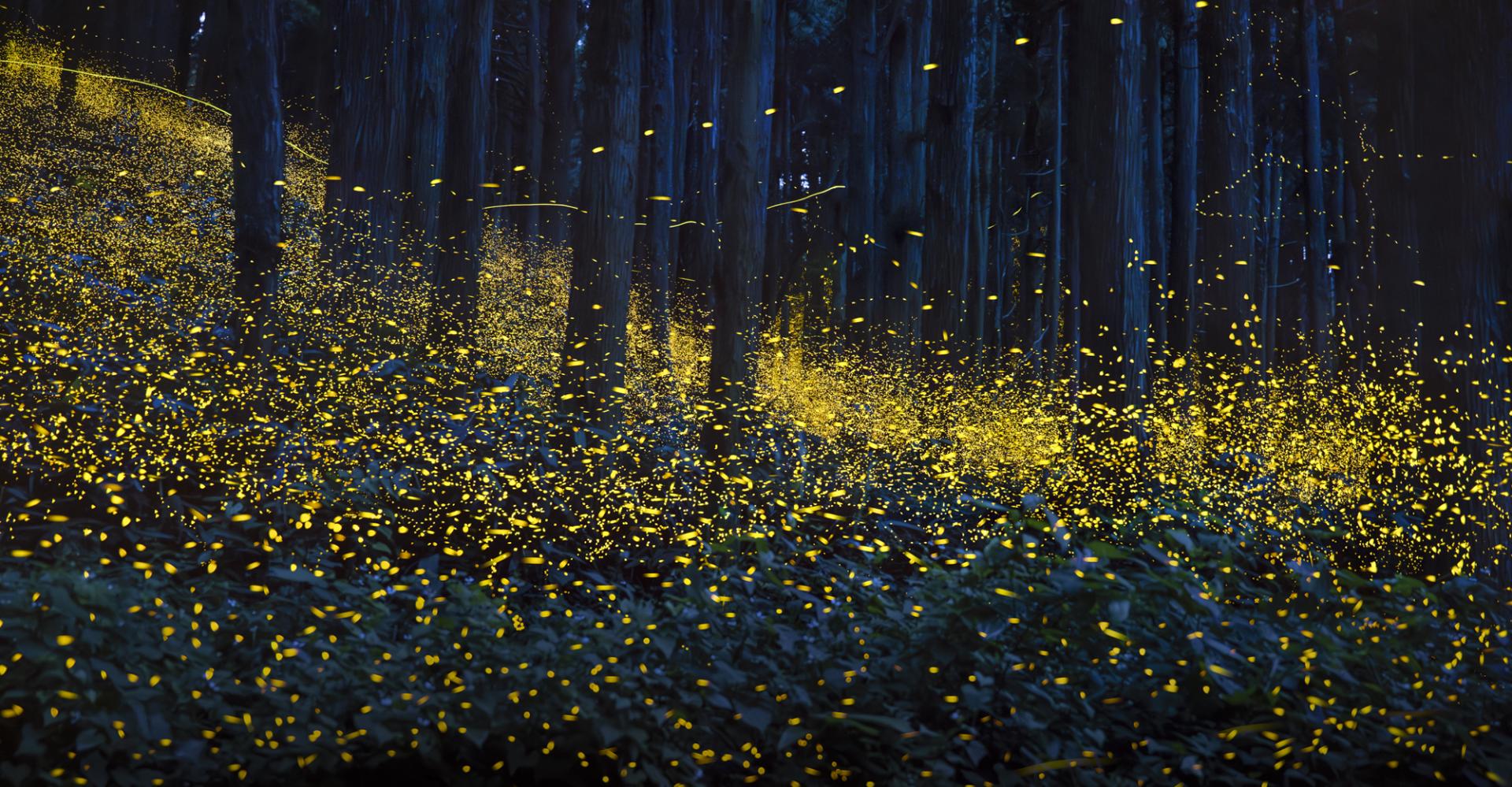 Global Photography Awards Winner - Luminous Elf