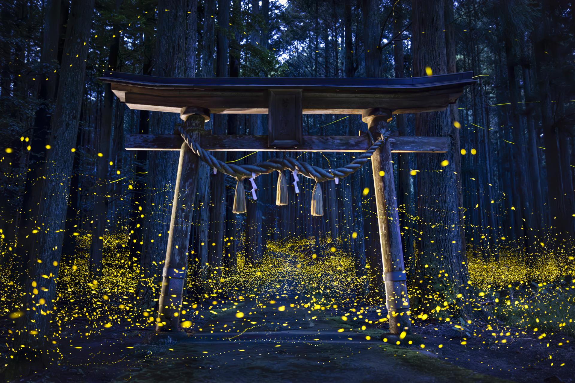 Global Photography Awards Winner - Midsummer night firefly