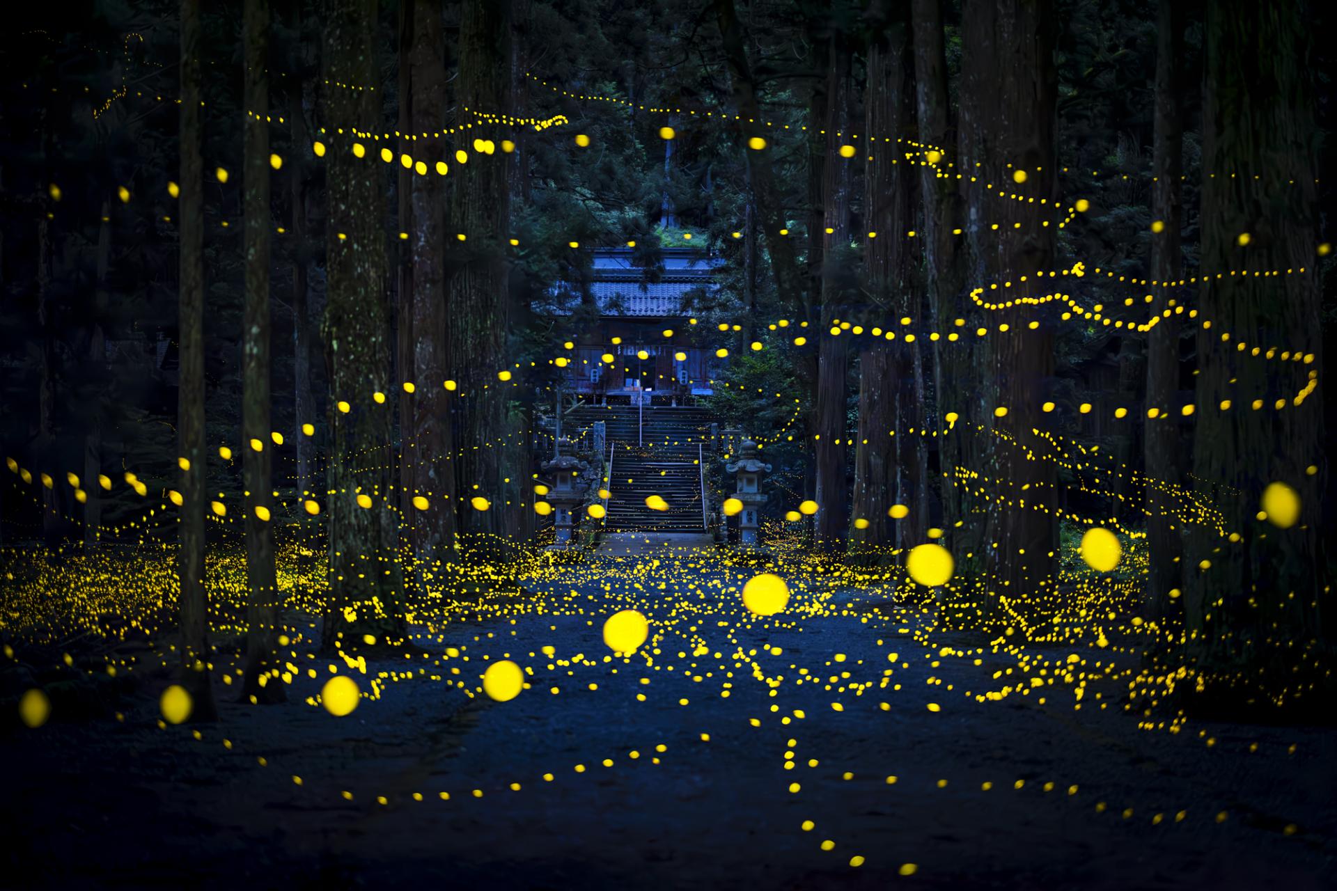 Global Photography Awards Winner - Midsummer night firefly