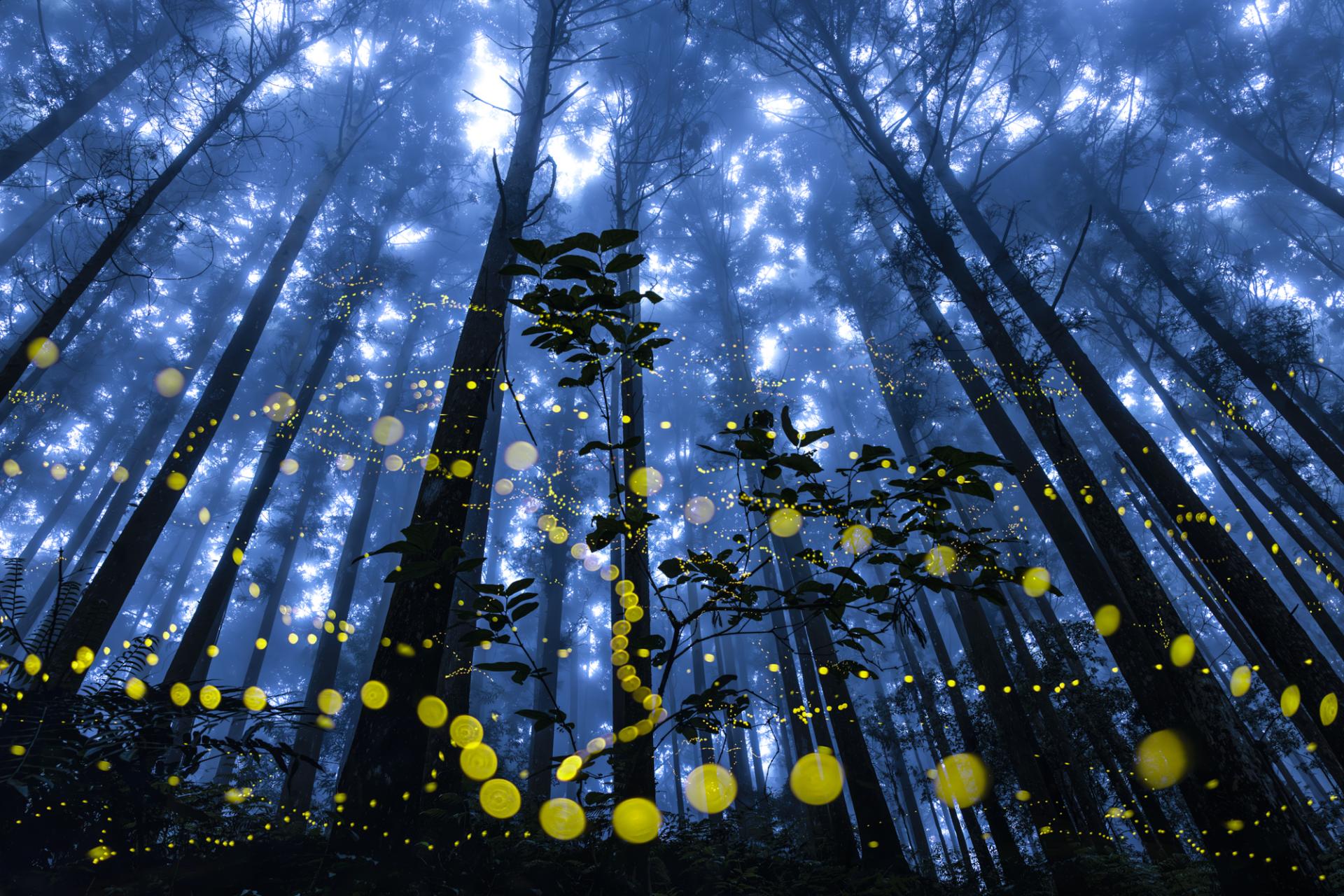 Global Photography Awards Winner - Midsummer night firefly