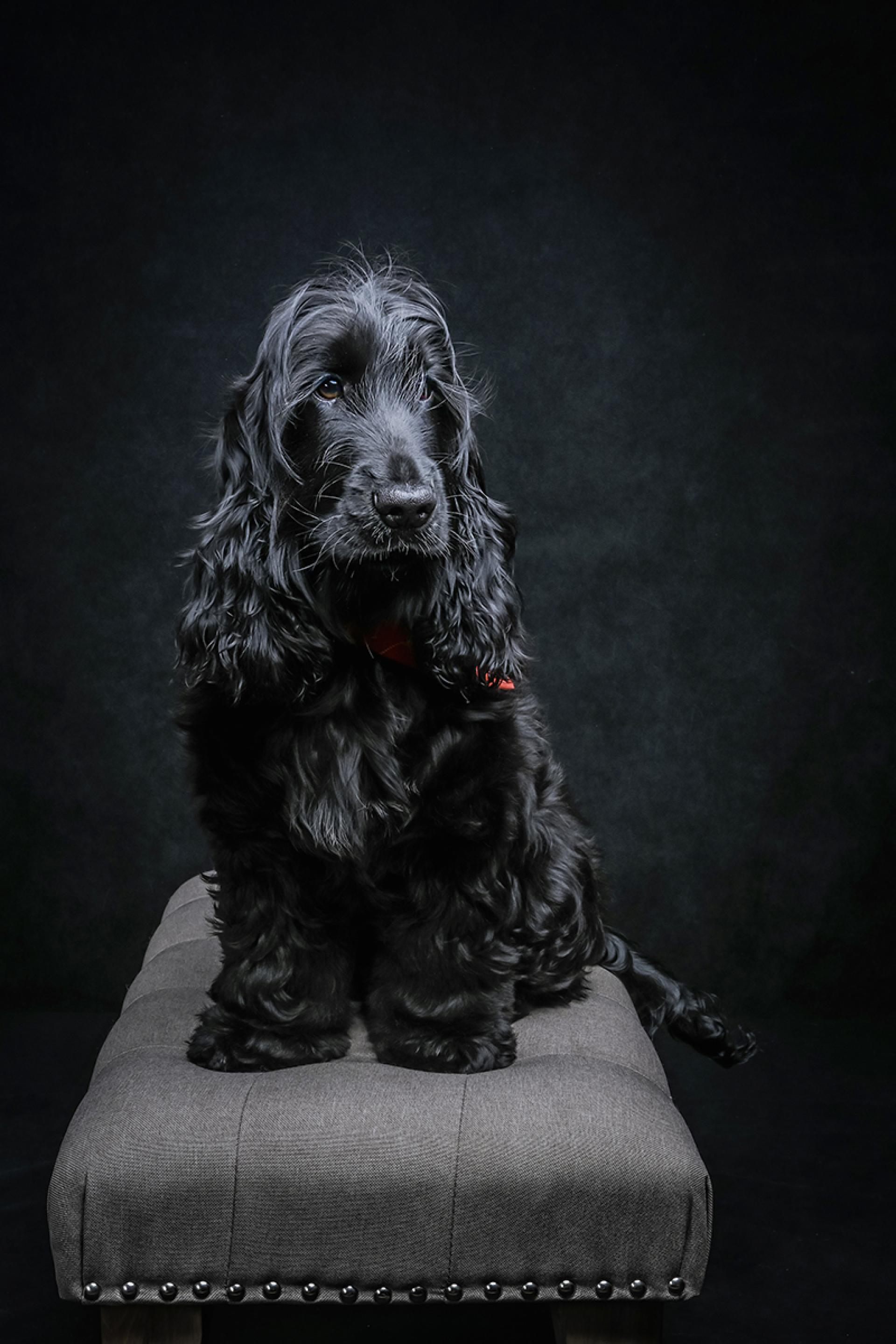 Global Photography Awards Winner - The Thinker